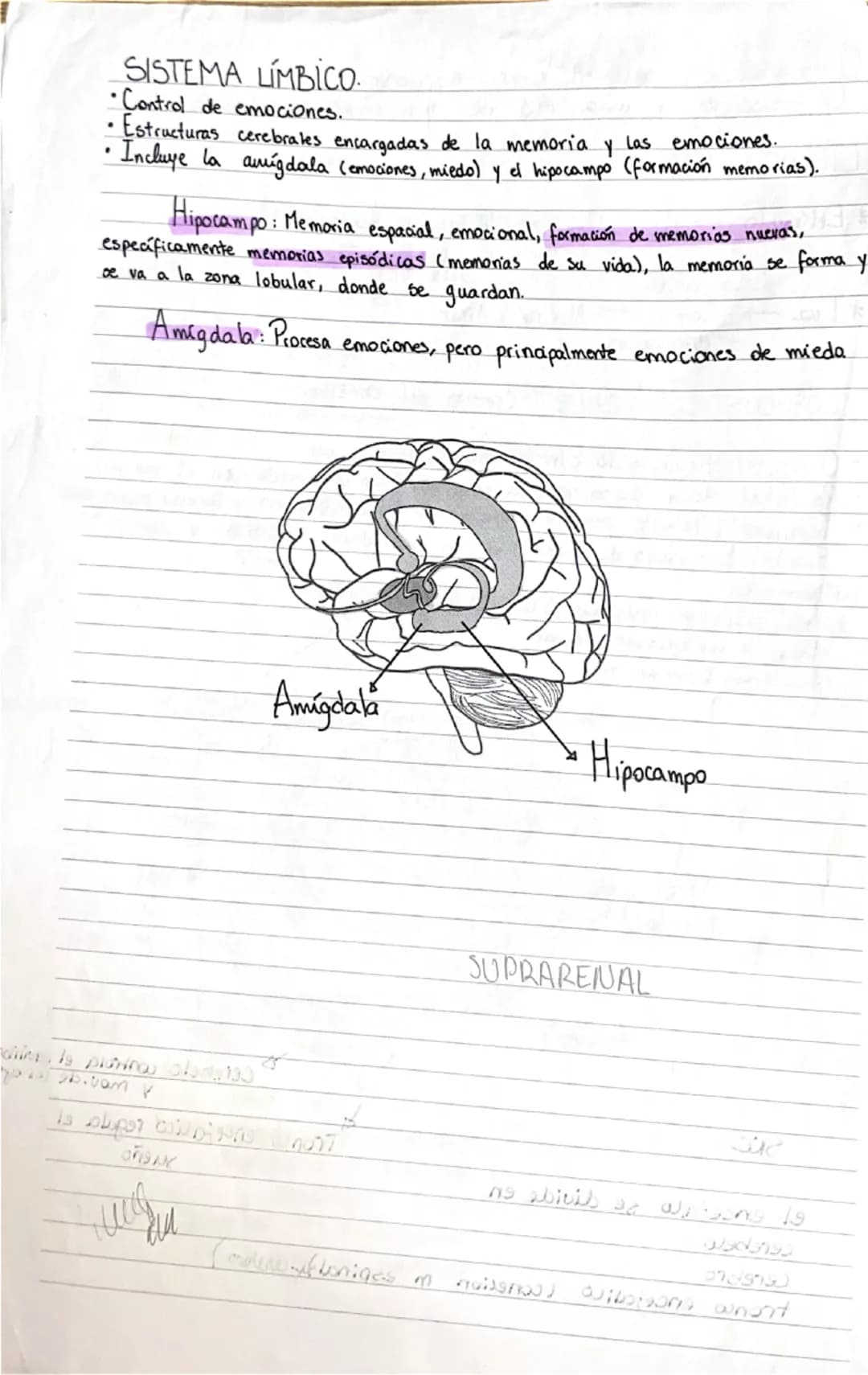 Organización del sistema nervioso.
• Corresponde a una red de neuronas conectadas.
CIRCUITO BÁSICO.
* Estímulo → Receptor → Neurona sensoria