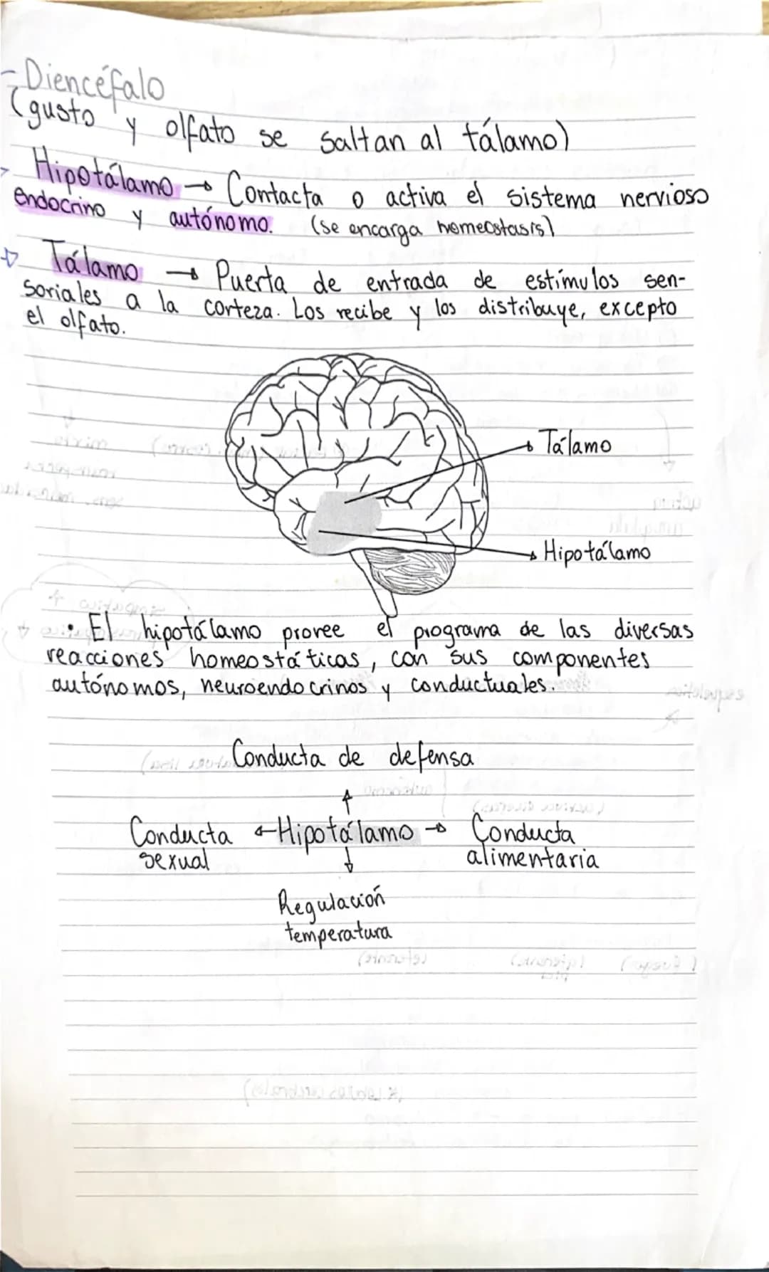 Organización del sistema nervioso.
• Corresponde a una red de neuronas conectadas.
CIRCUITO BÁSICO.
* Estímulo → Receptor → Neurona sensoria