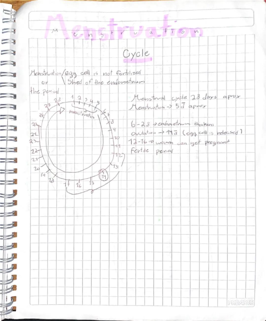 # Puberty

Stage of human development in which
Secondary sexual caracteristics develop due
to increase of hormones

It is a stage of big cha