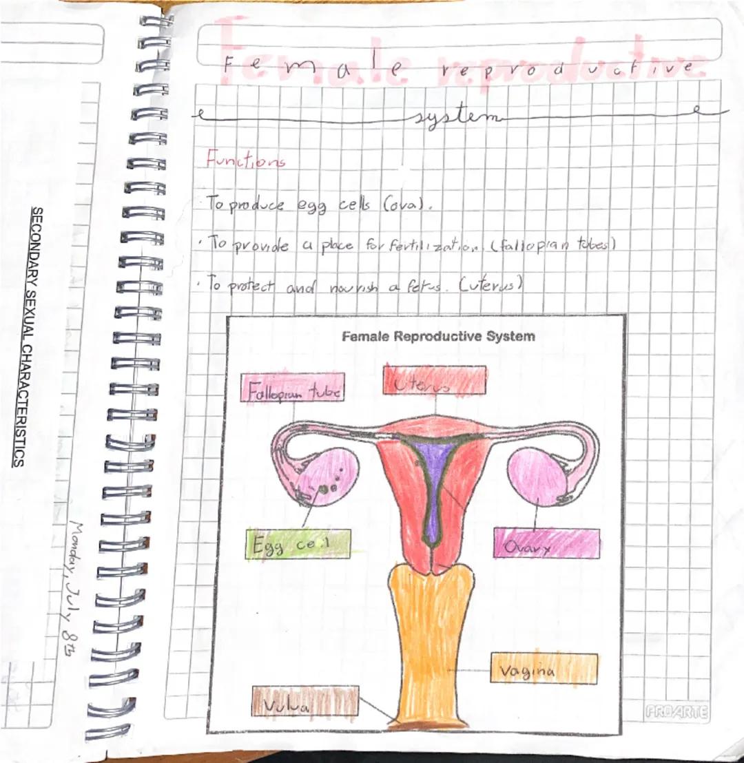 # Puberty

Stage of human development in which
Secondary sexual caracteristics develop due
to increase of hormones

It is a stage of big cha