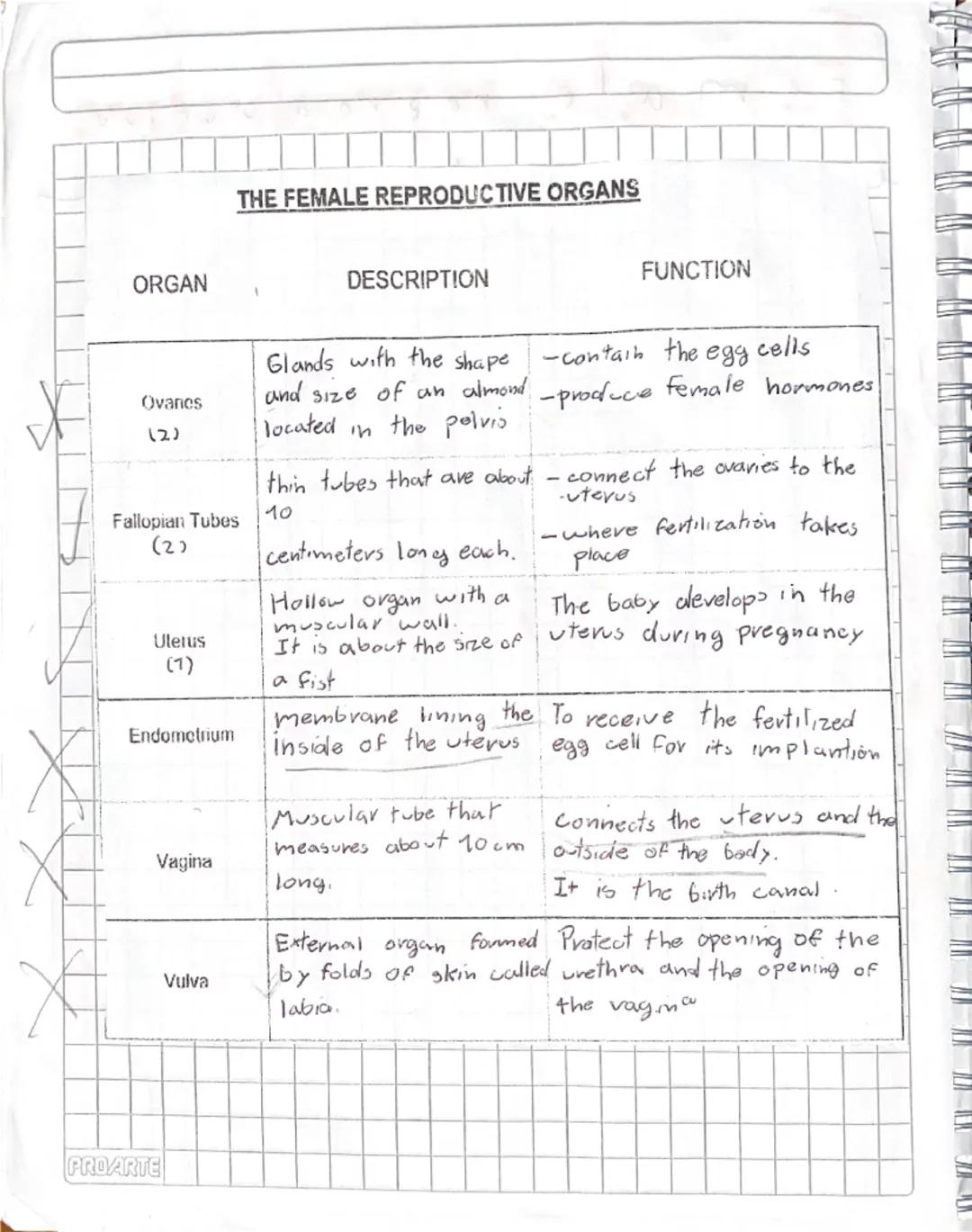 # Puberty

Stage of human development in which
Secondary sexual caracteristics develop due
to increase of hormones

It is a stage of big cha
