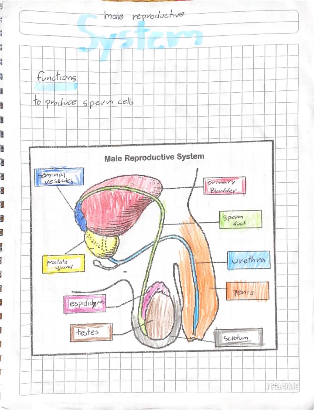 # Puberty

Stage of human development in which
Secondary sexual caracteristics develop due
to increase of hormones

It is a stage of big cha