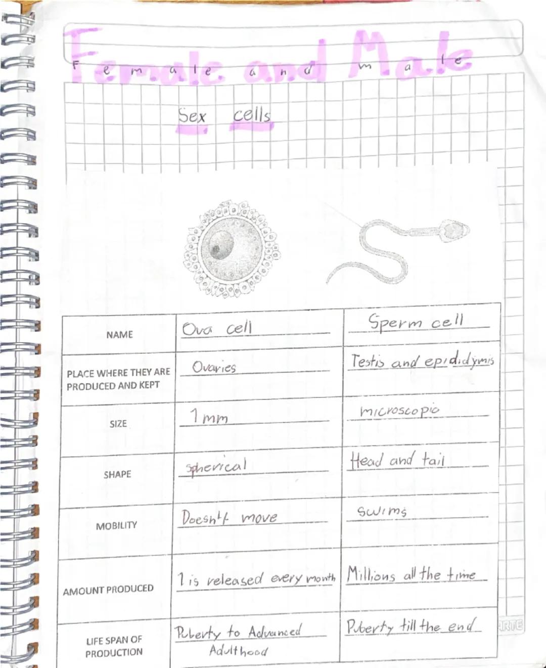 # Puberty

Stage of human development in which
Secondary sexual caracteristics develop due
to increase of hormones

It is a stage of big cha