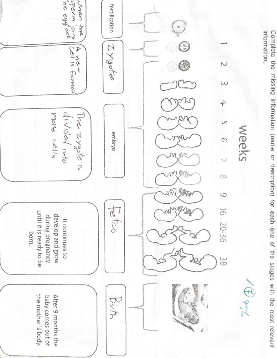 # Puberty

Stage of human development in which
Secondary sexual caracteristics develop due
to increase of hormones

It is a stage of big cha