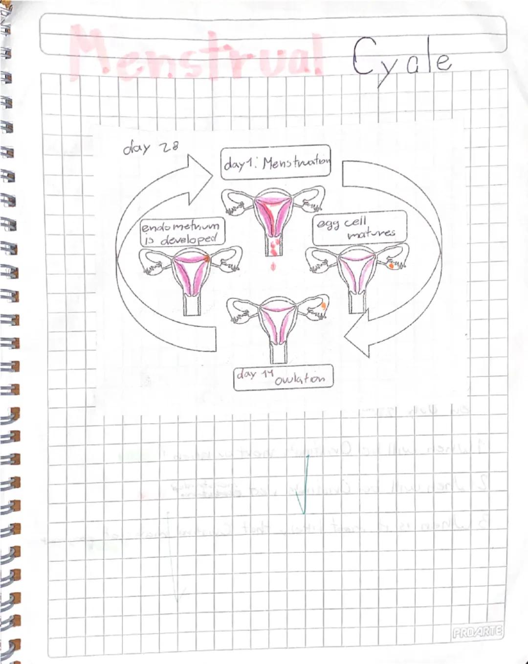 # Puberty

Stage of human development in which
Secondary sexual caracteristics develop due
to increase of hormones

It is a stage of big cha