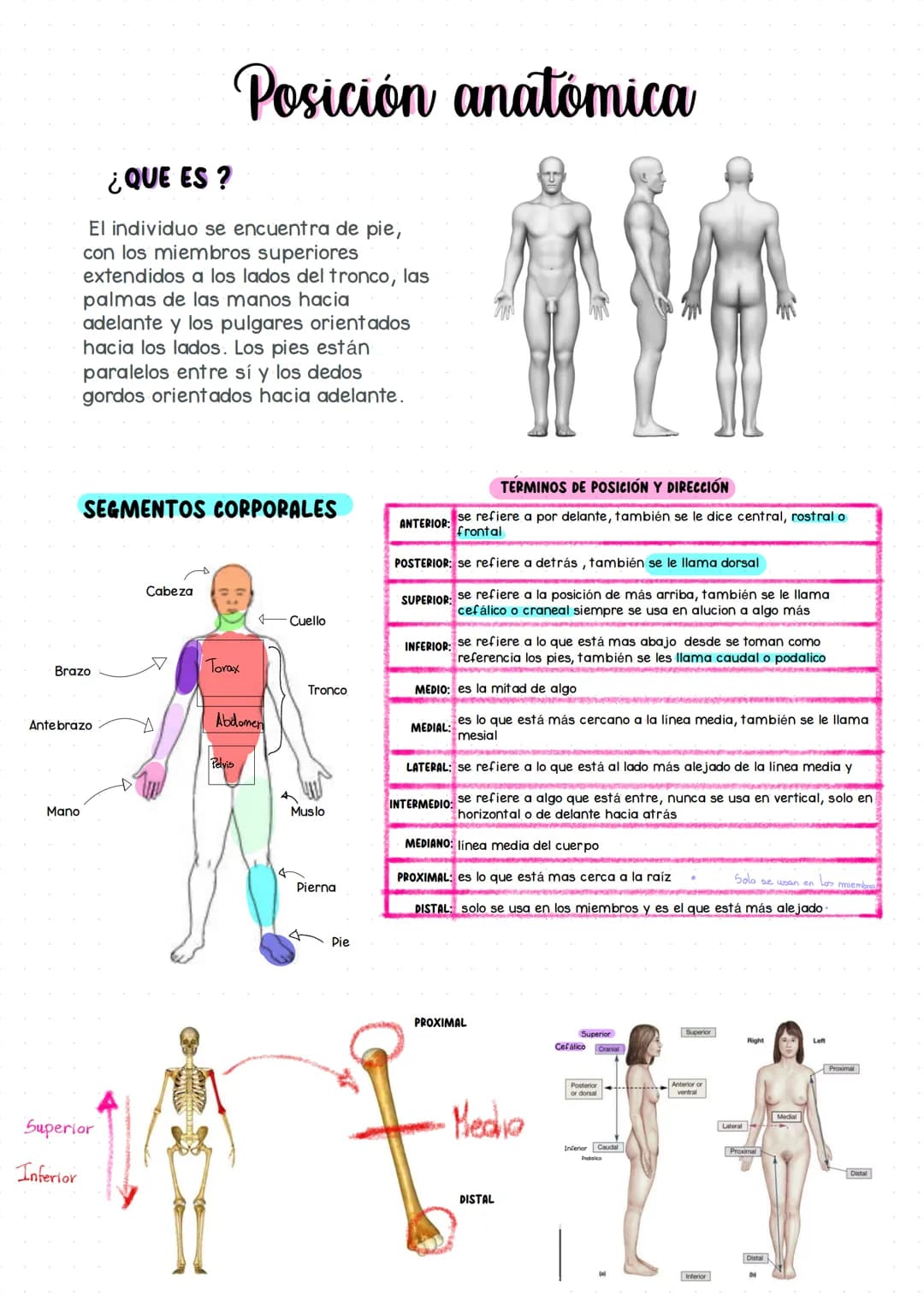 --- OCR Start ---
Generalidades de Anatomia
Anatomia es una rama de las ciencias naturales que tiene que ver con la estructura
Macroscópica: