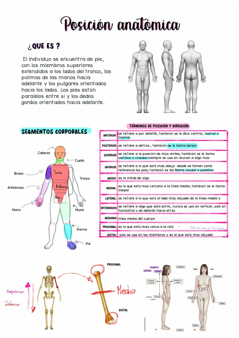 --- OCR Start ---
Generalidades de Anatomia
Anatomia es una rama de las ciencias naturales que tiene que ver con la estructura
Macroscópica: