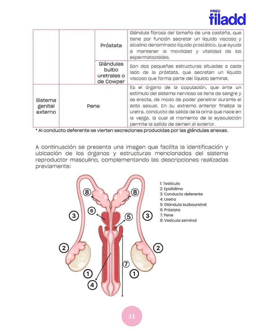 BIOLOGÍA
Sexualidad humana
EJE 2
GUÍA
TEÓRICA
Preu Filadd @filadd.cl@filadd.cl
PREU
filadd Aspectos generales de la
reproducción
PREU
filadd