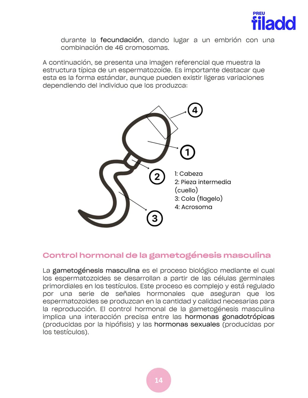 BIOLOGÍA
Sexualidad humana
EJE 2
GUÍA
TEÓRICA
Preu Filadd @filadd.cl@filadd.cl
PREU
filadd Aspectos generales de la
reproducción
PREU
filadd