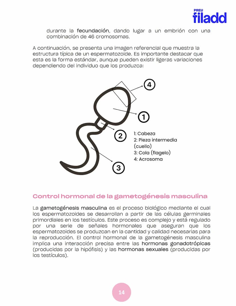 BIOLOGÍA
Sexualidad humana
EJE 2
GUÍA
TEÓRICA
Preu Filadd @filadd.cl@filadd.cl
PREU
filadd Aspectos generales de la
reproducción
PREU
filadd
