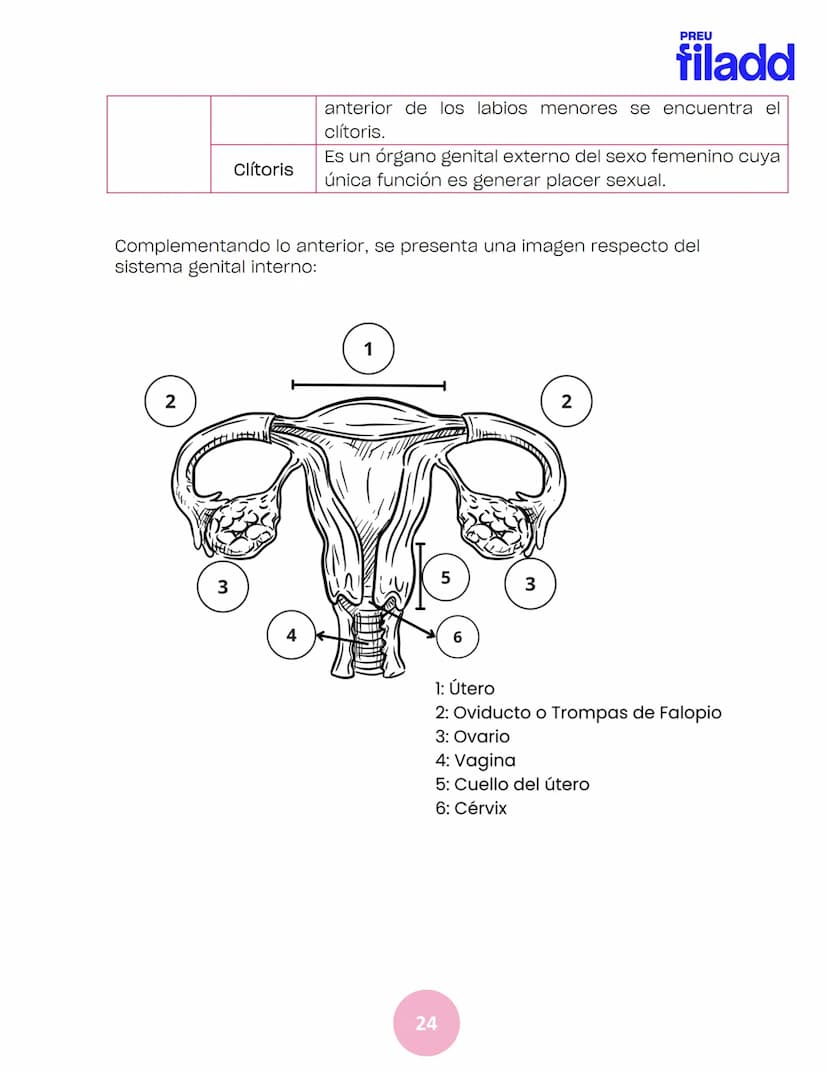BIOLOGÍA
Sexualidad humana
EJE 2
GUÍA
TEÓRICA
Preu Filadd @filadd.cl@filadd.cl
PREU
filadd Aspectos generales de la
reproducción
PREU
filadd