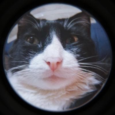 user profile picture