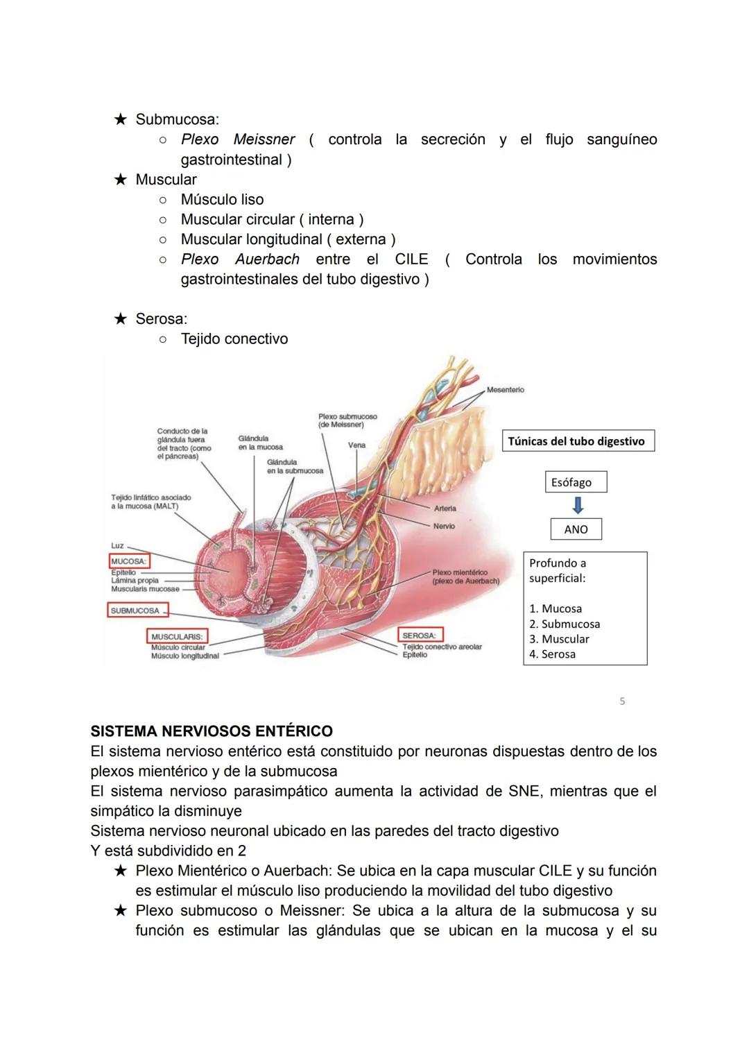 # SISTEMA DIGESTIVO
★ El organismo necesita nutrientes para la síntesis de los componentes de sus
estructuras biológicas como también para