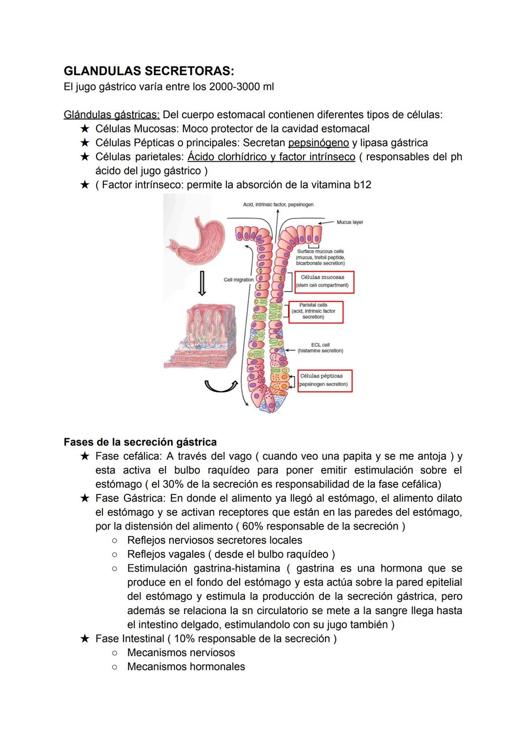 # SISTEMA DIGESTIVO
★ El organismo necesita nutrientes para la síntesis de los componentes de sus
estructuras biológicas como también para