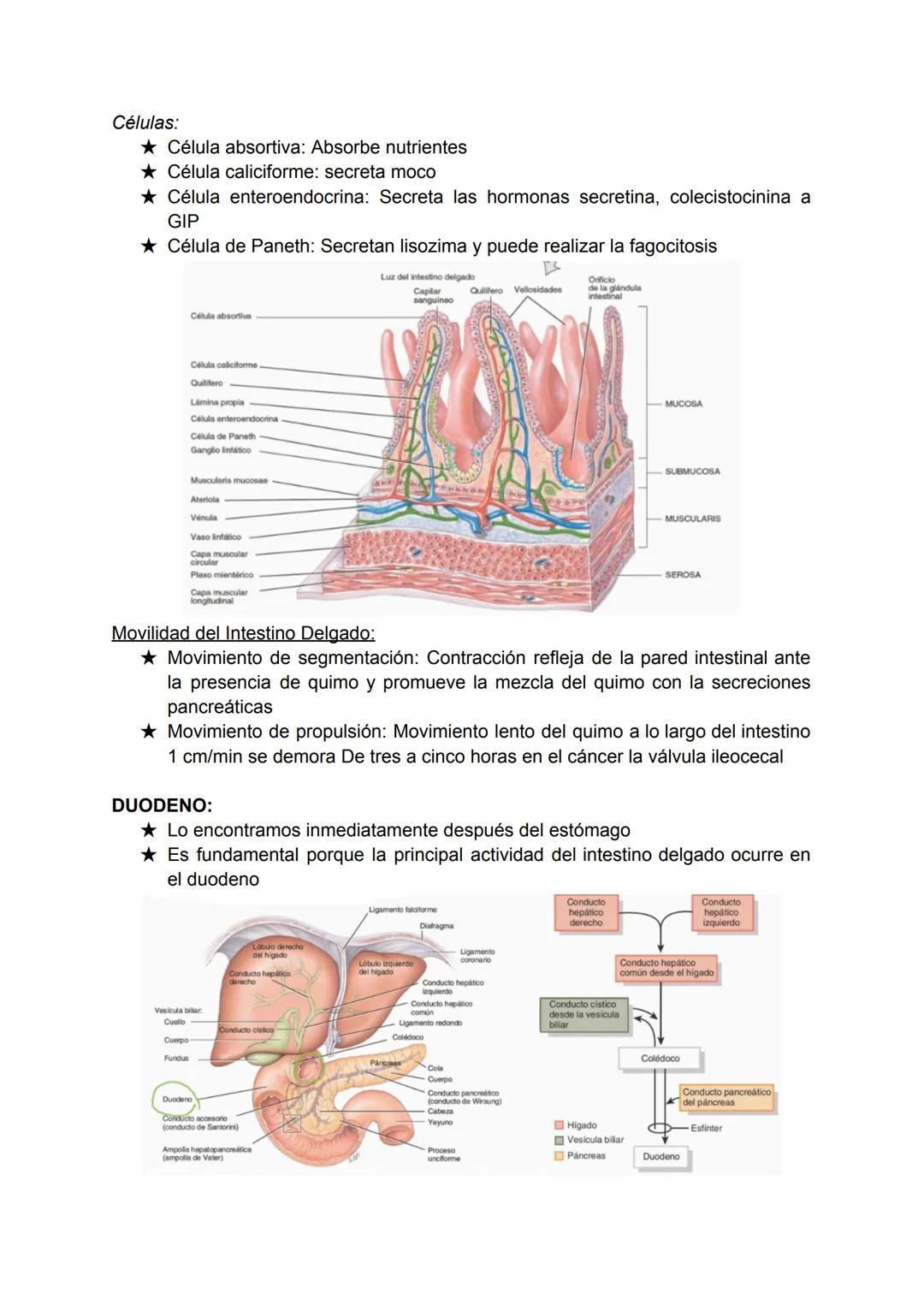 # SISTEMA DIGESTIVO
★ El organismo necesita nutrientes para la síntesis de los componentes de sus
estructuras biológicas como también para