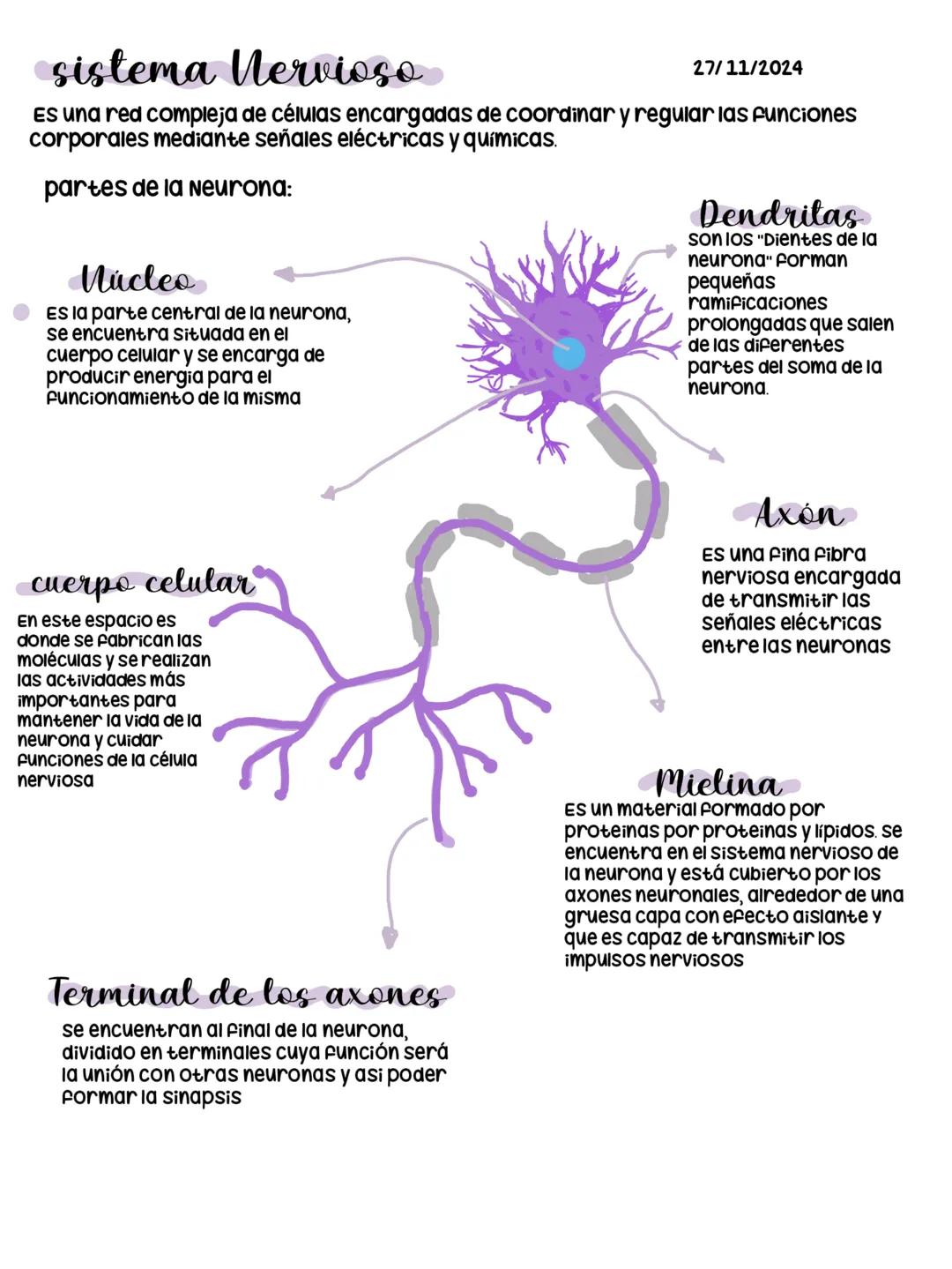 sistema nervioso
27/11/2024
Es una red compleja de células encargadas de coordinar y regular las funciones
corporales mediante señales eléct