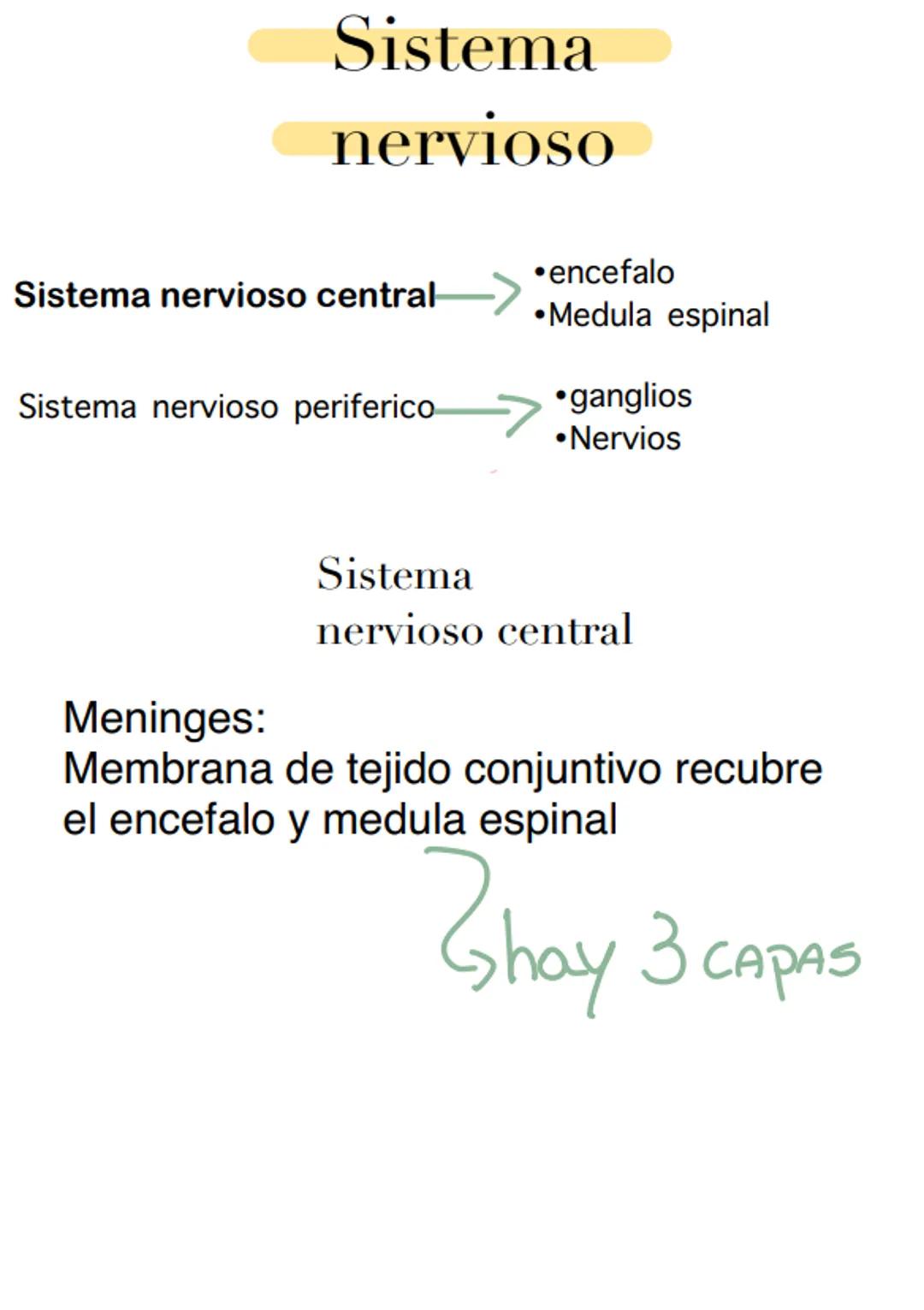 --- OCR Start ---
Sistema
nervioso
Sistema nervioso central
Sistema nervioso periferico
⚫encefalo
•Medula espinal
⚫ganglios
• Nervios
Menin