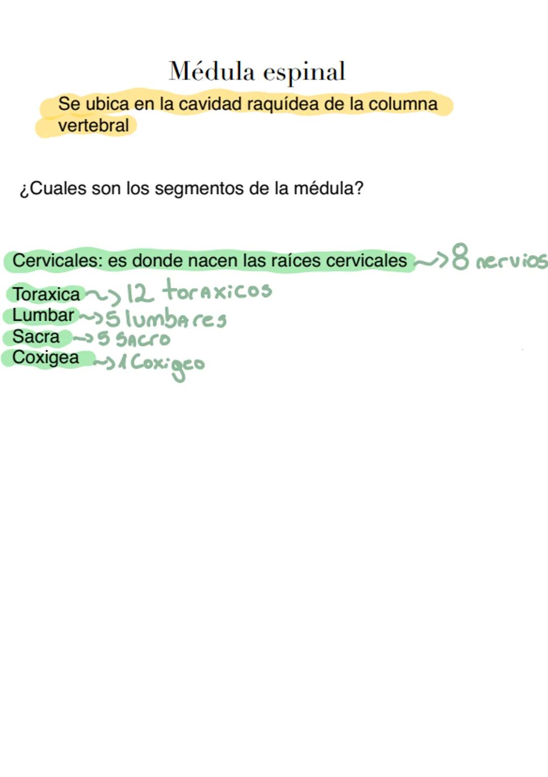 --- OCR Start ---
Sistema
nervioso
Sistema nervioso central
Sistema nervioso periferico
⚫encefalo
•Medula espinal
⚫ganglios
• Nervios
Menin