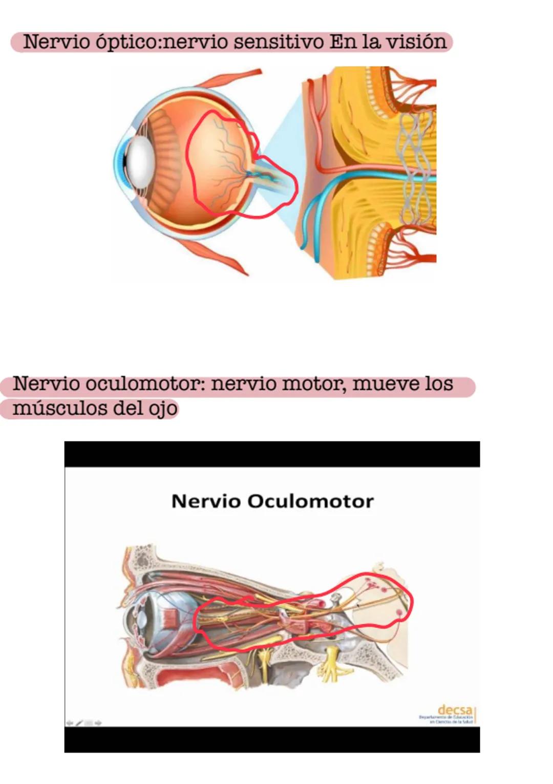 --- OCR Start ---
Sistema
nervioso
Sistema nervioso central
Sistema nervioso periferico
⚫encefalo
•Medula espinal
⚫ganglios
• Nervios
Menin