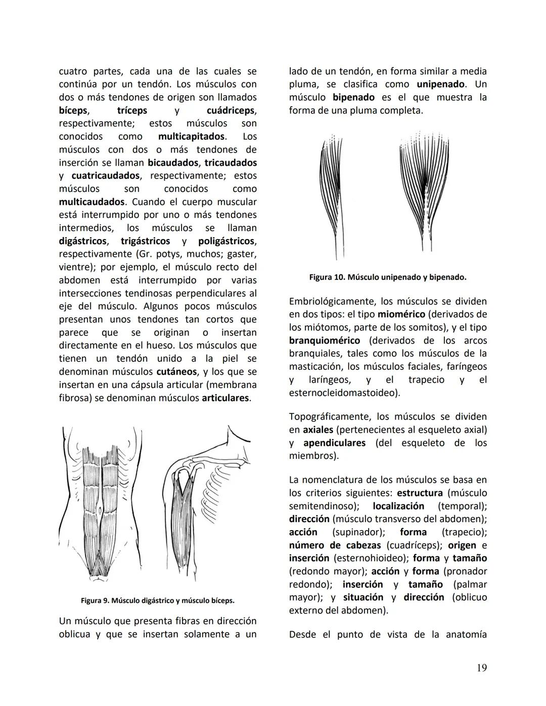 Facultad de Medicina
Clínica Alemana - Universidad del Desarrollo
ΑΝΑΤΟΜIA NORMAL
ΑΝΑΤΟΜIA HUMANA
Generalidades
Prof. Dr. Renato Acuña L.