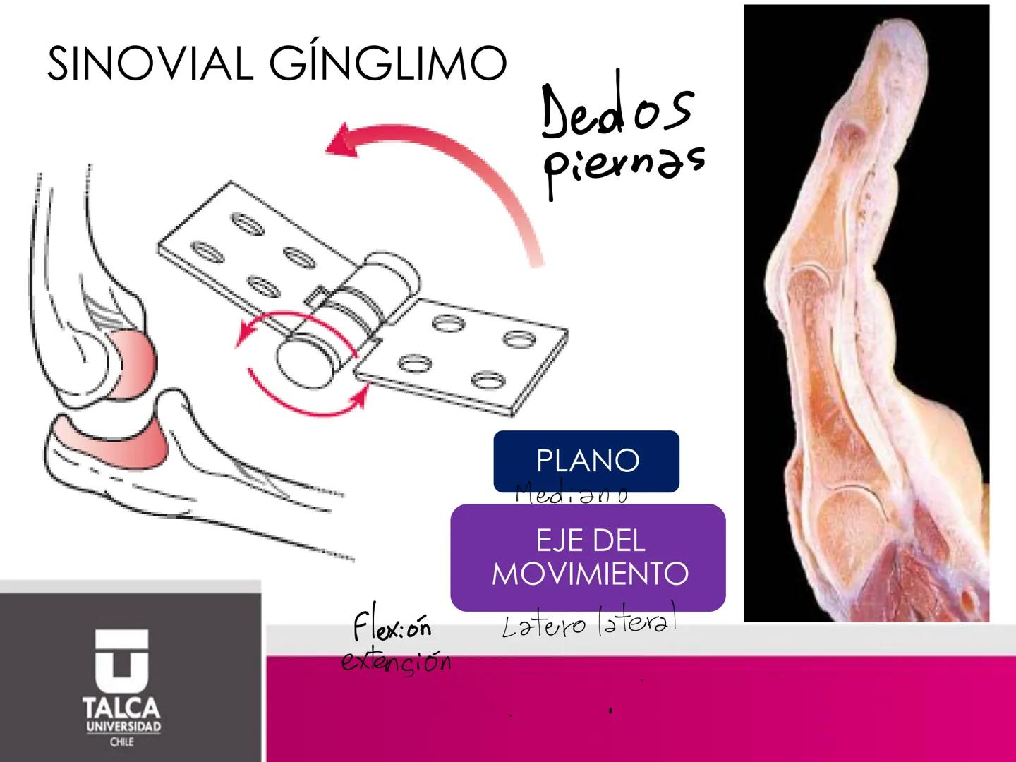 DEPARTAMENTO DE
CIENCIAS BÁSICAS
BIOMÉDICAS
FACULTAD DE CS. DE LA SALUD
Facultad
CS Ciencias dela Salud
Universidad
de
Talca
T
TALCA
UNIVERS
