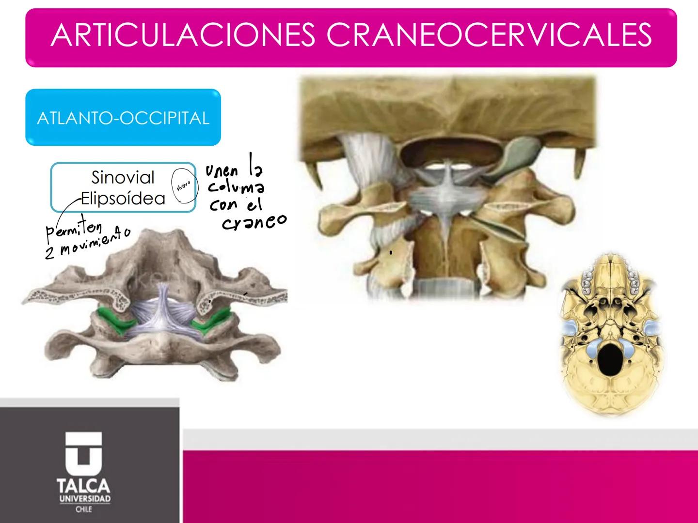 DEPARTAMENTO DE
CIENCIAS BÁSICAS
BIOMÉDICAS
FACULTAD DE CS. DE LA SALUD
Facultad
CS Ciencias dela Salud
Universidad
de
Talca
T
TALCA
UNIVERS