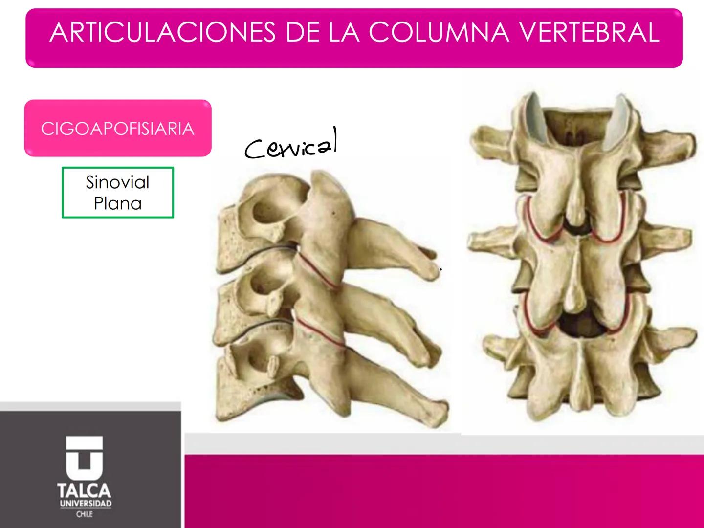 DEPARTAMENTO DE
CIENCIAS BÁSICAS
BIOMÉDICAS
FACULTAD DE CS. DE LA SALUD
Facultad
CS Ciencias dela Salud
Universidad
de
Talca
T
TALCA
UNIVERS