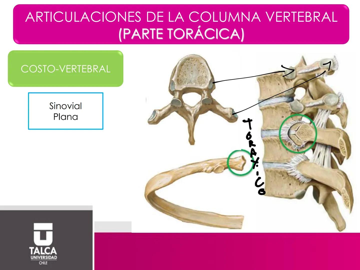 DEPARTAMENTO DE
CIENCIAS BÁSICAS
BIOMÉDICAS
FACULTAD DE CS. DE LA SALUD
Facultad
CS Ciencias dela Salud
Universidad
de
Talca
T
TALCA
UNIVERS