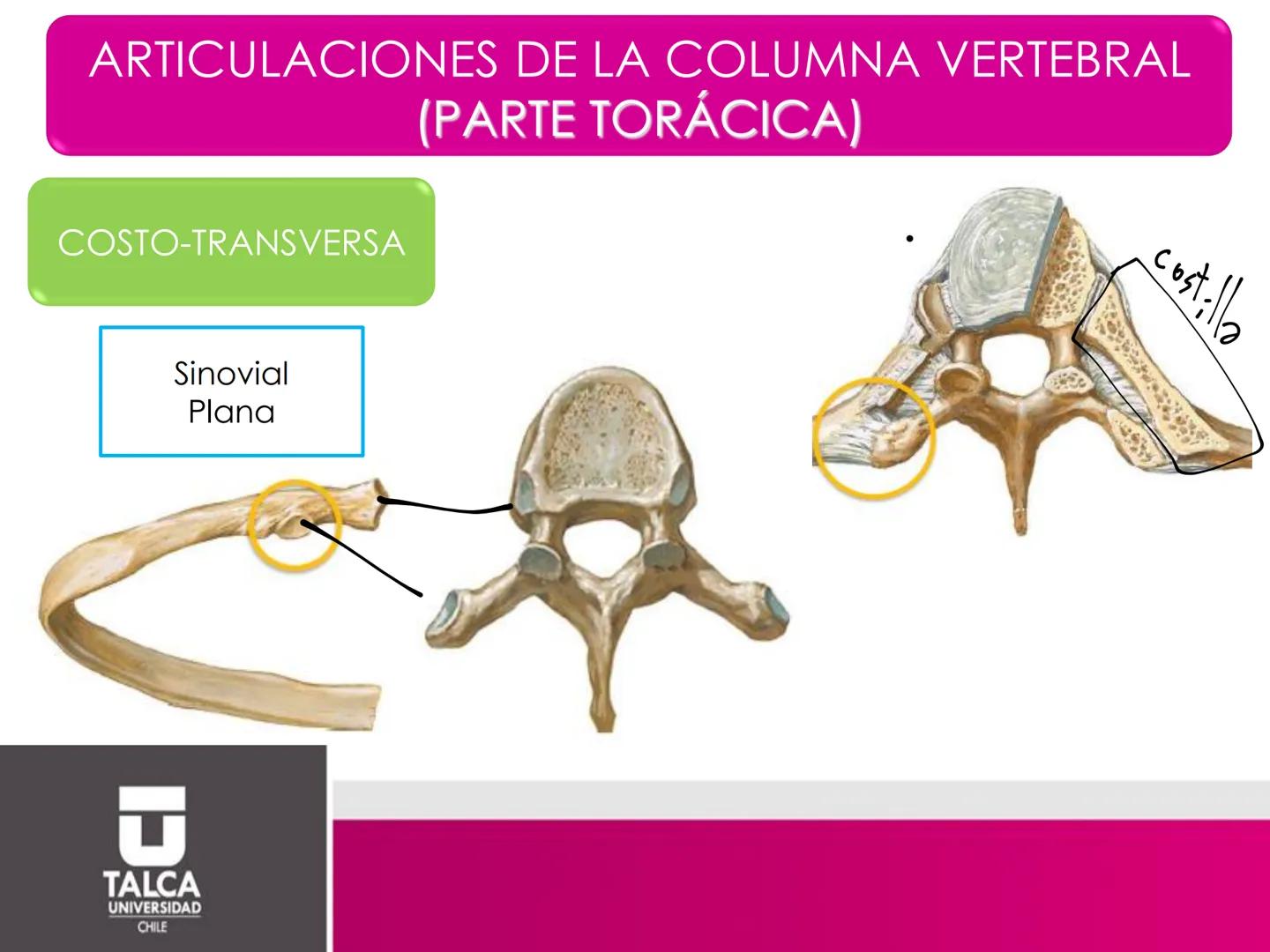 DEPARTAMENTO DE
CIENCIAS BÁSICAS
BIOMÉDICAS
FACULTAD DE CS. DE LA SALUD
Facultad
CS Ciencias dela Salud
Universidad
de
Talca
T
TALCA
UNIVERS