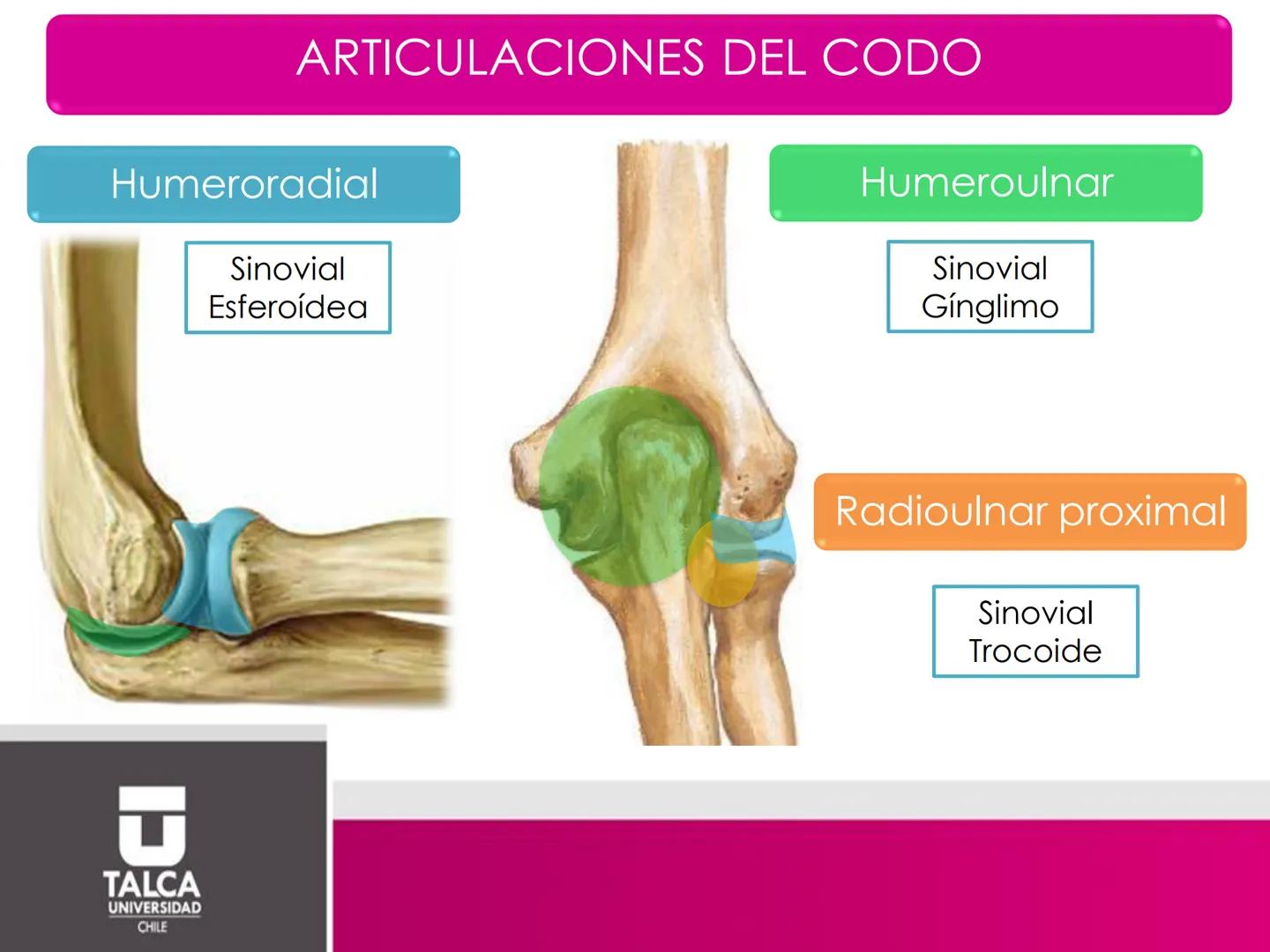 DEPARTAMENTO DE
CIENCIAS BÁSICAS
BIOMÉDICAS
FACULTAD DE CS. DE LA SALUD
Facultad
CS Ciencias dela Salud
Universidad
de
Talca
T
TALCA
UNIVERS