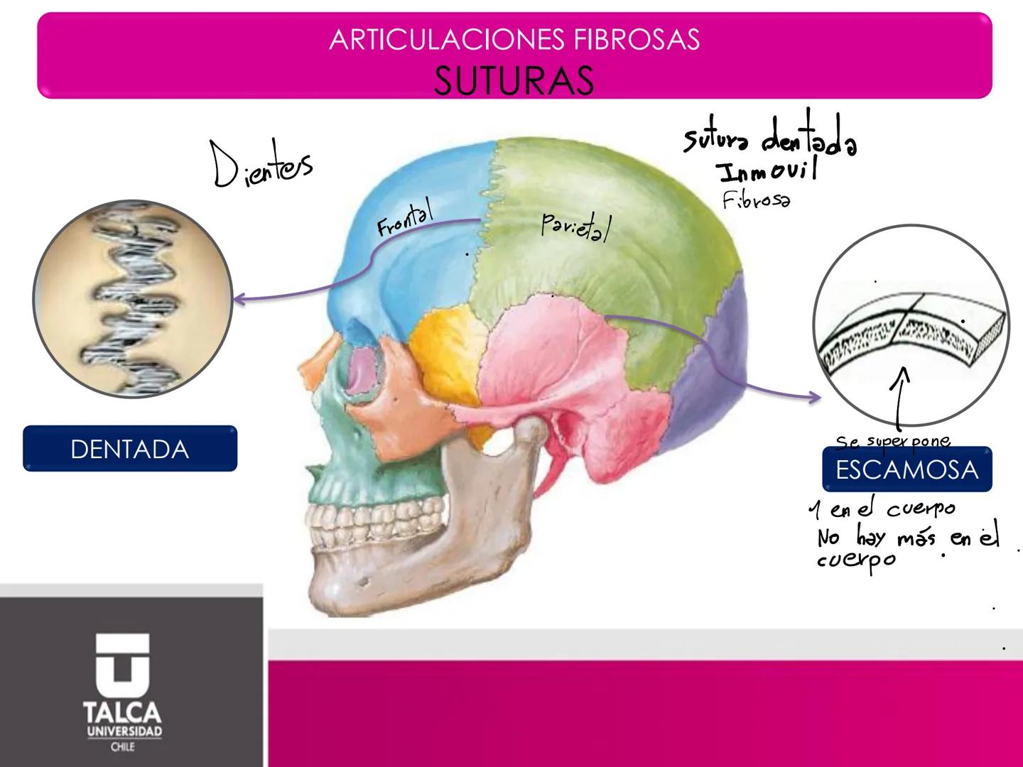DEPARTAMENTO DE
CIENCIAS BÁSICAS
BIOMÉDICAS
FACULTAD DE CS. DE LA SALUD
Facultad
CS Ciencias dela Salud
Universidad
de
Talca
T
TALCA
UNIVERS