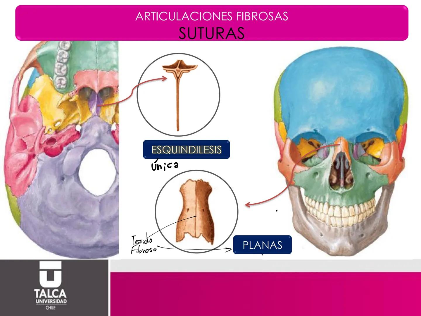 DEPARTAMENTO DE
CIENCIAS BÁSICAS
BIOMÉDICAS
FACULTAD DE CS. DE LA SALUD
Facultad
CS Ciencias dela Salud
Universidad
de
Talca
T
TALCA
UNIVERS