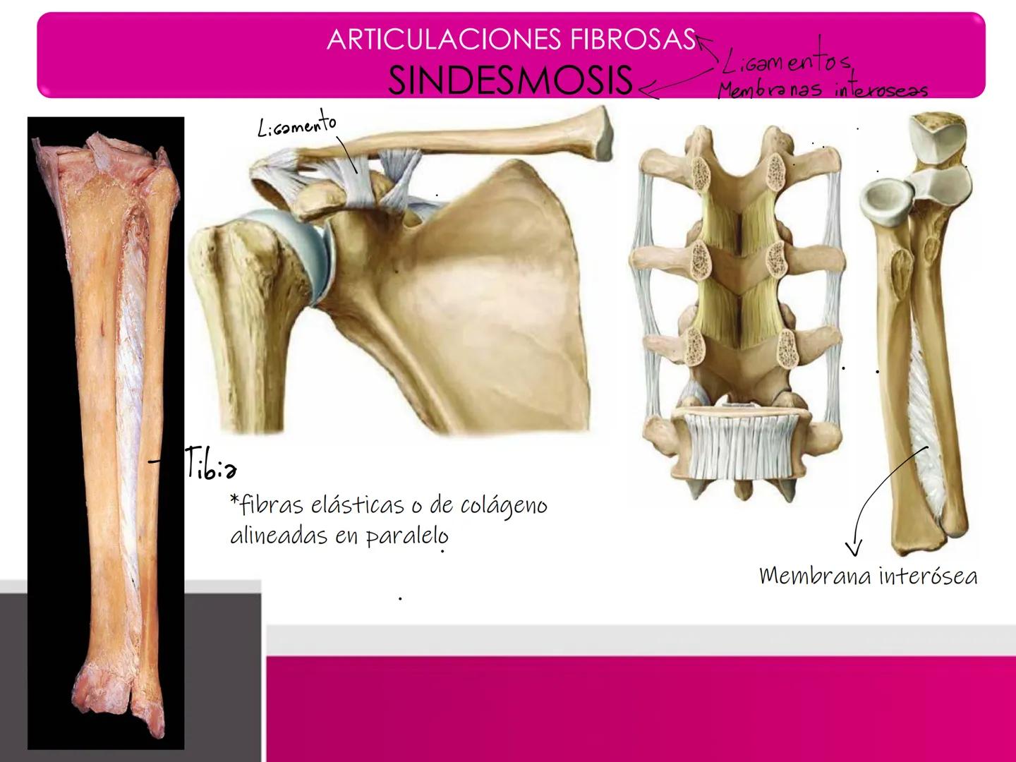 DEPARTAMENTO DE
CIENCIAS BÁSICAS
BIOMÉDICAS
FACULTAD DE CS. DE LA SALUD
Facultad
CS Ciencias dela Salud
Universidad
de
Talca
T
TALCA
UNIVERS