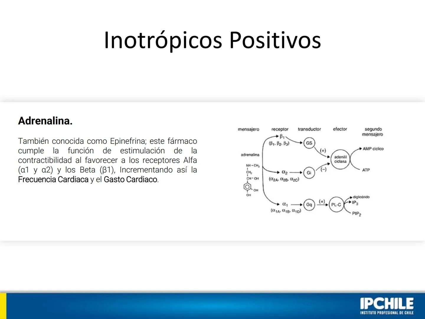 IPCHILE
INSTITUTO PROFESIONAL DE CHILE
Clase Teórica 1:
Farmacología
Cardiovascular I
Klgo. Leonardo Ahumada Fuentes.
Docente Intervención C