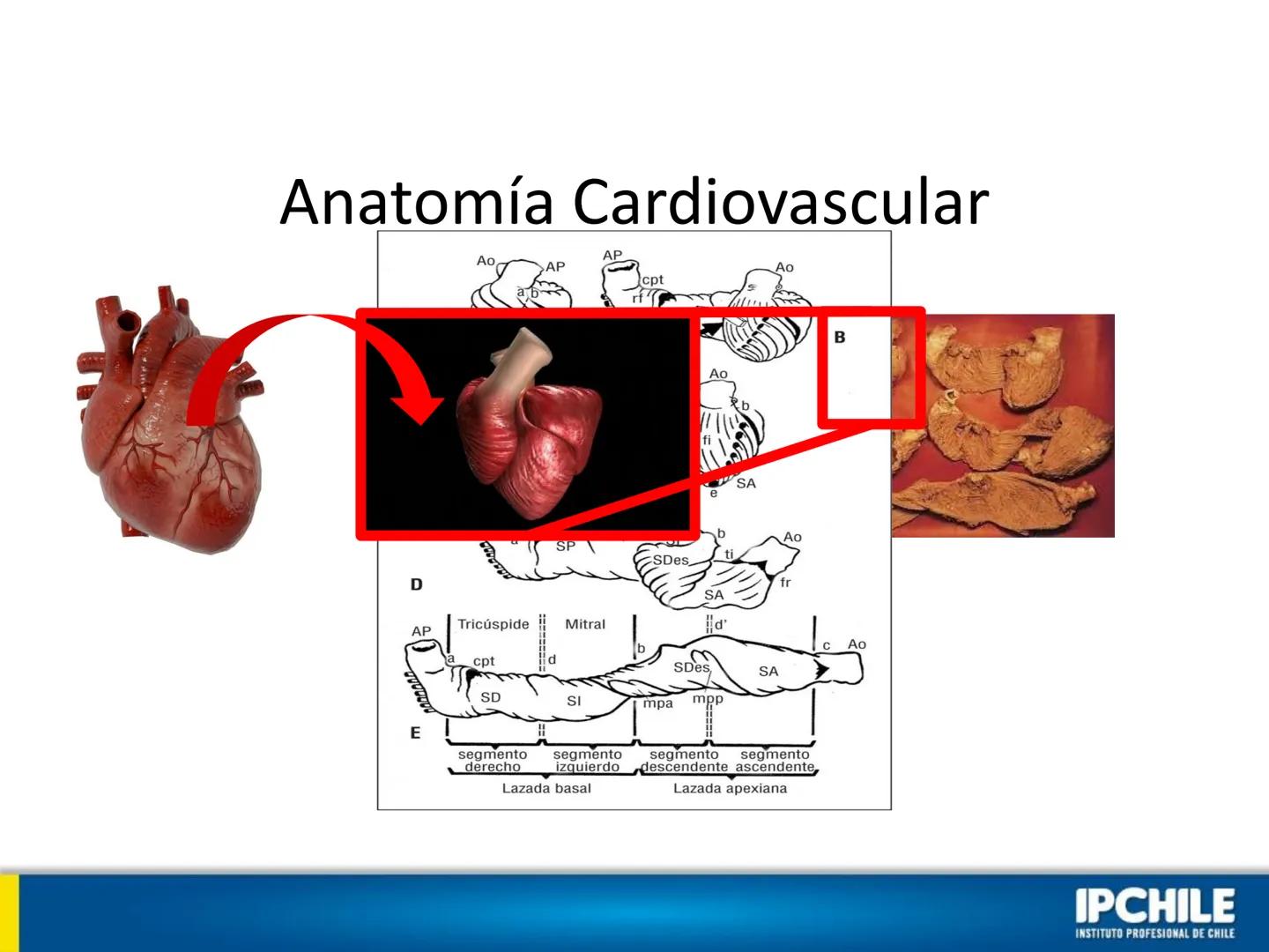 IPCHILE
INSTITUTO PROFESIONAL DE CHILE
Clase Teórica 1:
Farmacología
Cardiovascular I
Klgo. Leonardo Ahumada Fuentes.
Docente Intervención C