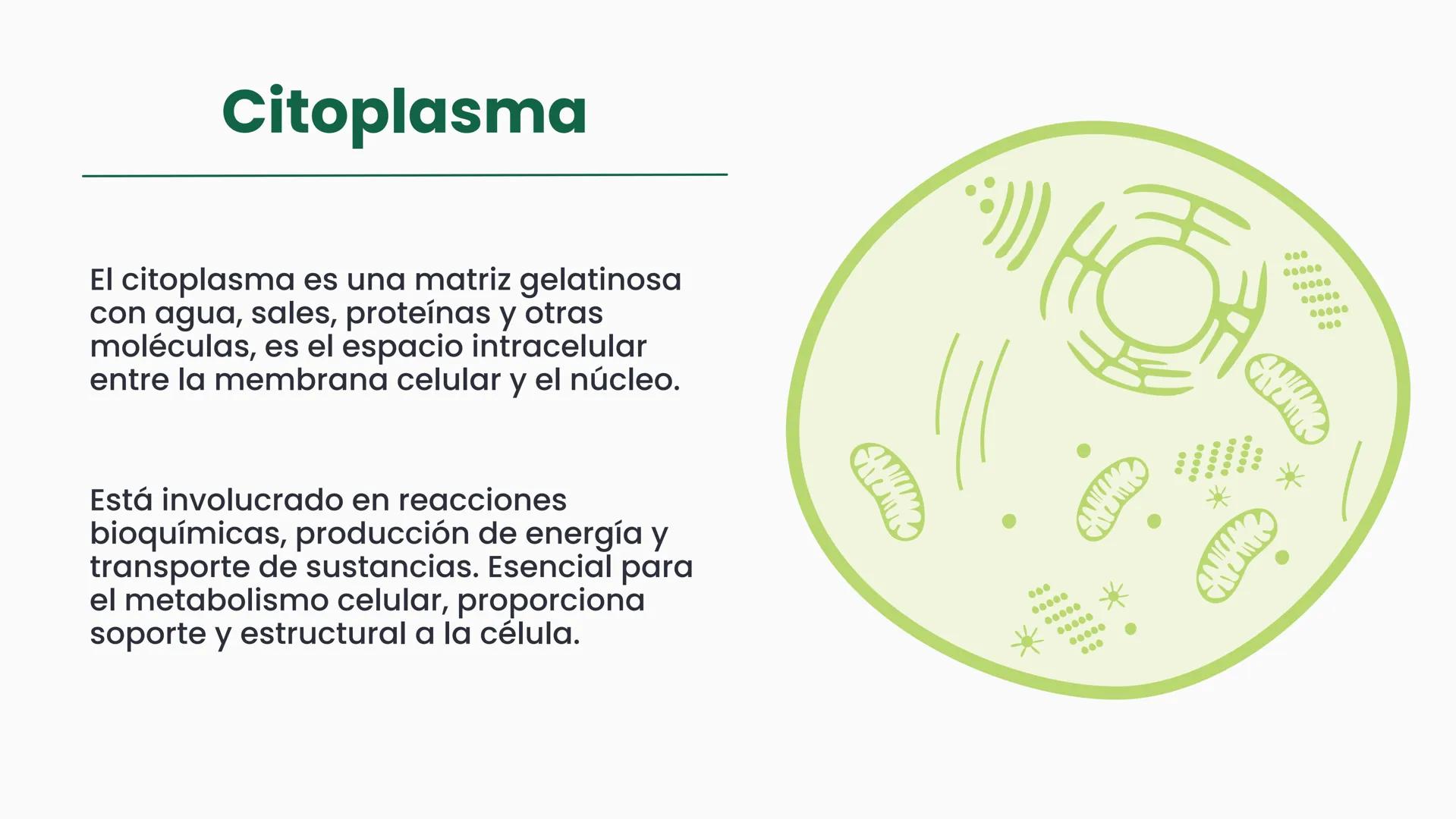 # CÉLULA
Unidad fundamental de la vida TEMARIO
01
Célula.
03
Estructura y funciones básicas.
02
Típos de células: componentes.
04
Sínte