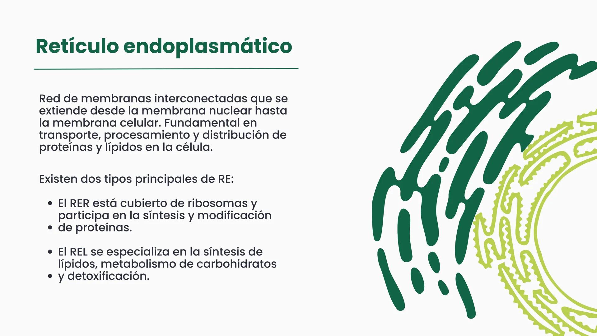 # CÉLULA
Unidad fundamental de la vida TEMARIO
01
Célula.
03
Estructura y funciones básicas.
02
Típos de células: componentes.
04
Sínte