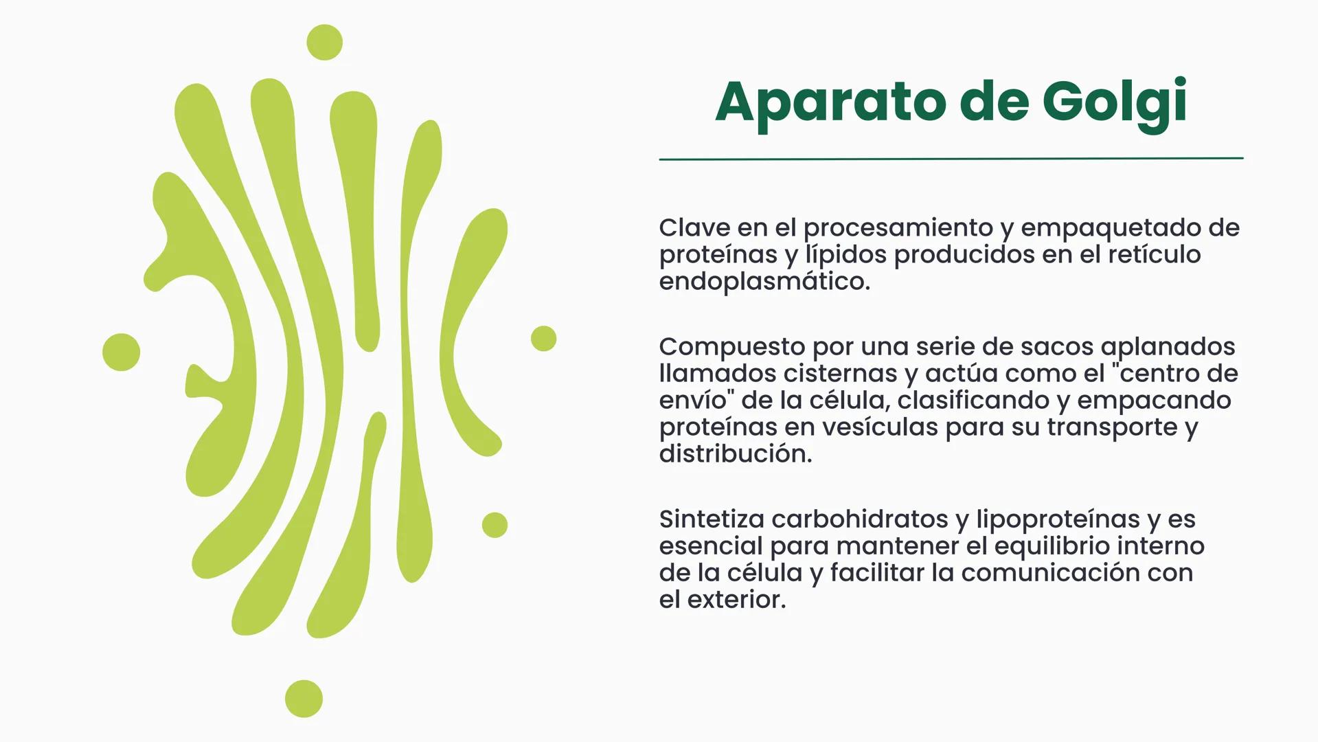 # CÉLULA
Unidad fundamental de la vida TEMARIO
01
Célula.
03
Estructura y funciones básicas.
02
Típos de células: componentes.
04
Sínte