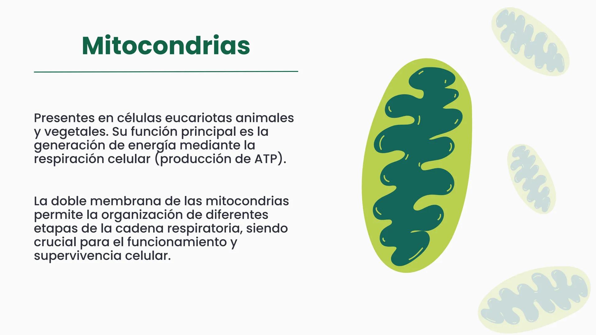 # CÉLULA
Unidad fundamental de la vida TEMARIO
01
Célula.
03
Estructura y funciones básicas.
02
Típos de células: componentes.
04
Sínte