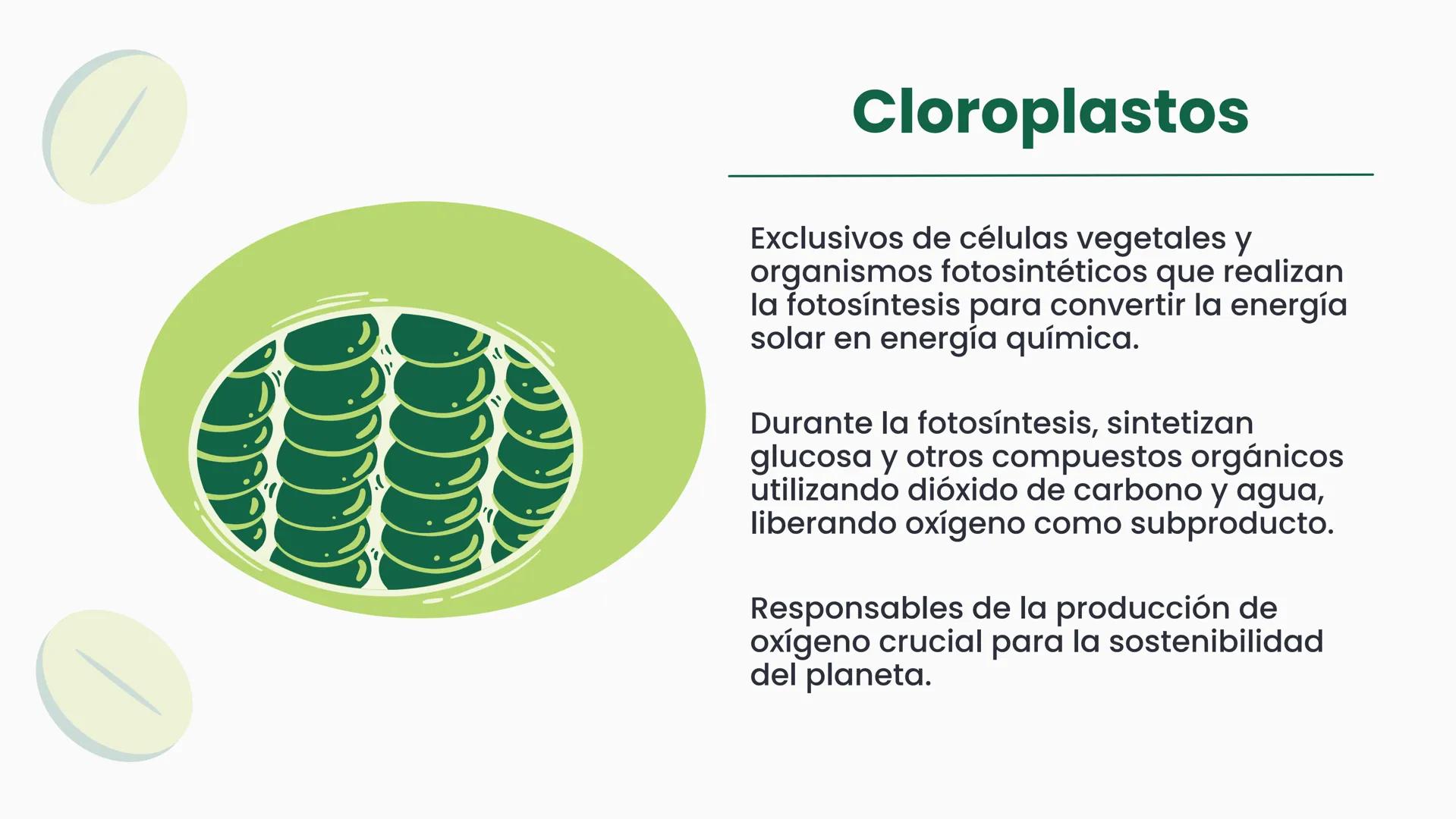 # CÉLULA
Unidad fundamental de la vida TEMARIO
01
Célula.
03
Estructura y funciones básicas.
02
Típos de células: componentes.
04
Sínte