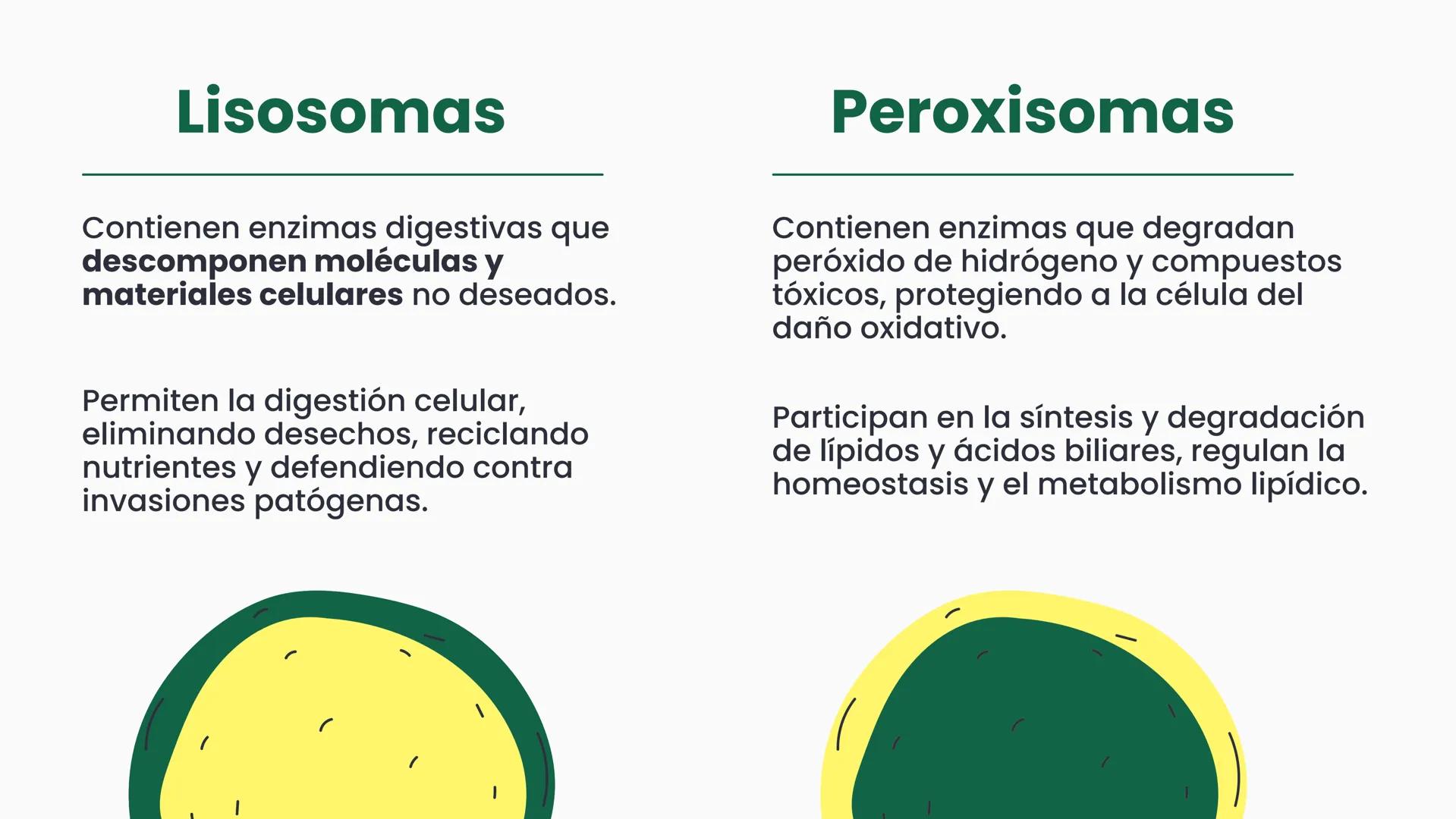 # CÉLULA
Unidad fundamental de la vida TEMARIO
01
Célula.
03
Estructura y funciones básicas.
02
Típos de células: componentes.
04
Sínte