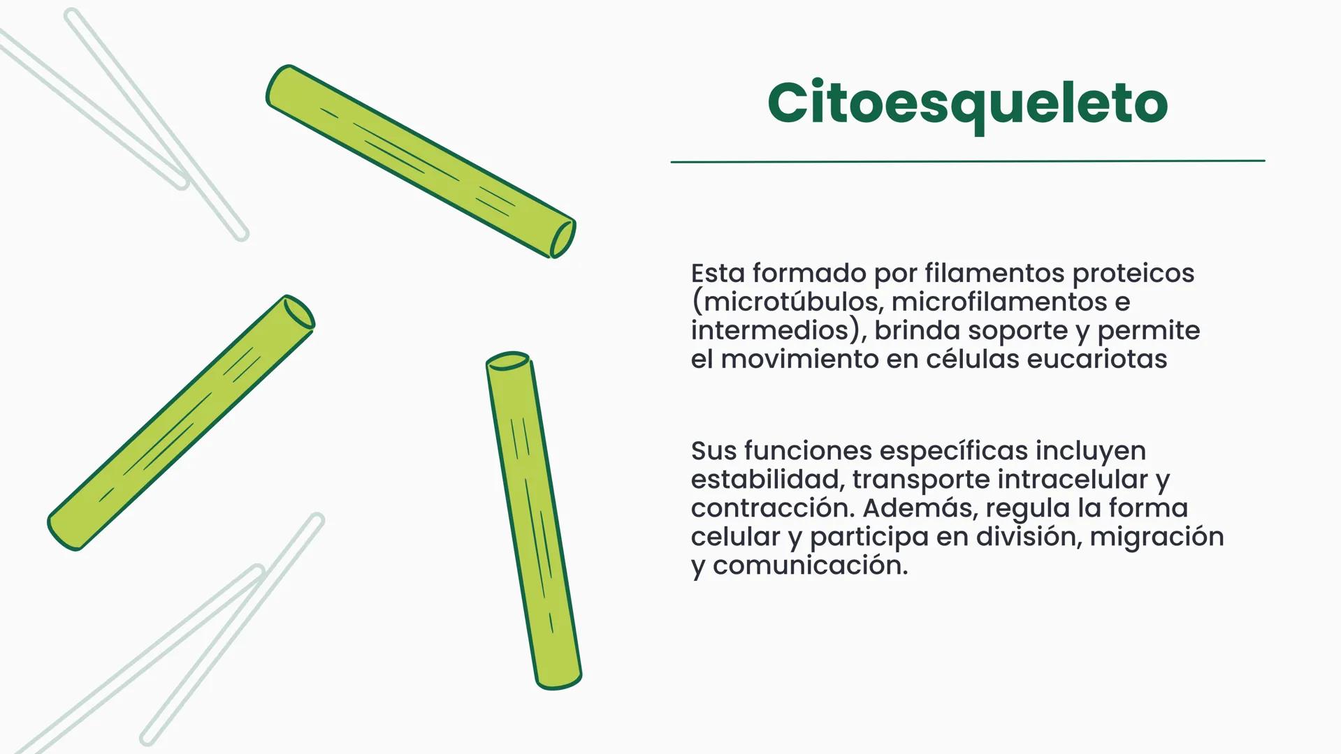 # CÉLULA
Unidad fundamental de la vida TEMARIO
01
Célula.
03
Estructura y funciones básicas.
02
Típos de células: componentes.
04
Sínte