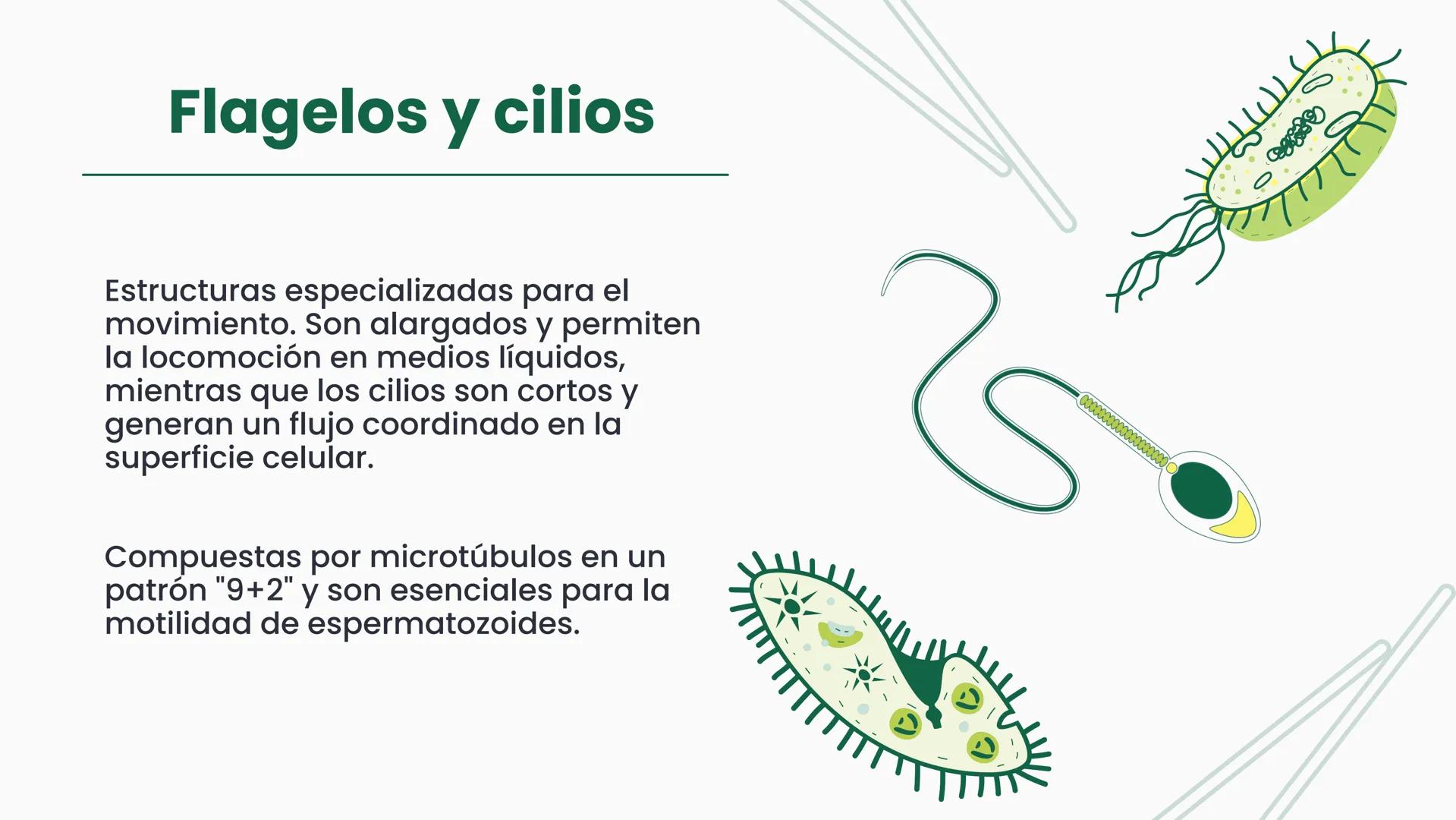 # CÉLULA
Unidad fundamental de la vida TEMARIO
01
Célula.
03
Estructura y funciones básicas.
02
Típos de células: componentes.
04
Sínte
