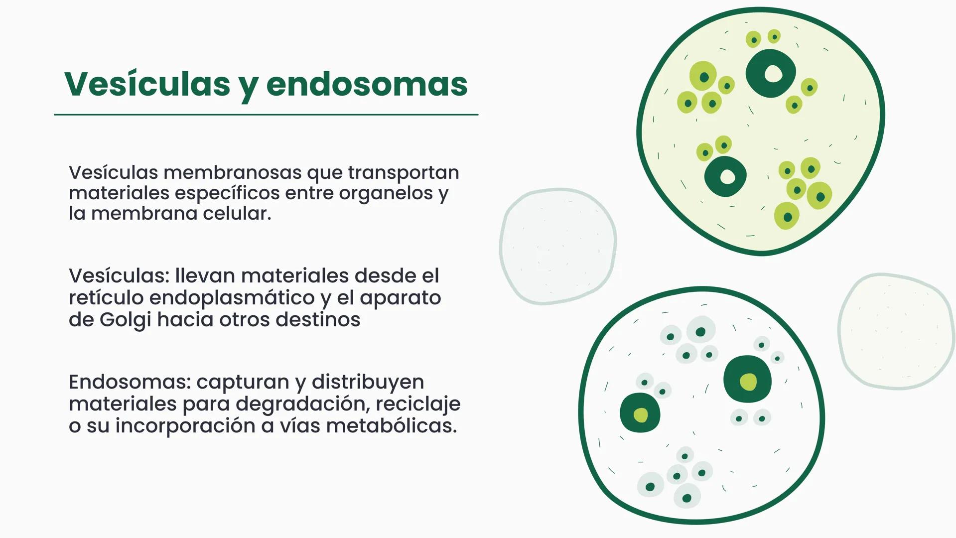 # CÉLULA
Unidad fundamental de la vida TEMARIO
01
Célula.
03
Estructura y funciones básicas.
02
Típos de células: componentes.
04
Sínte