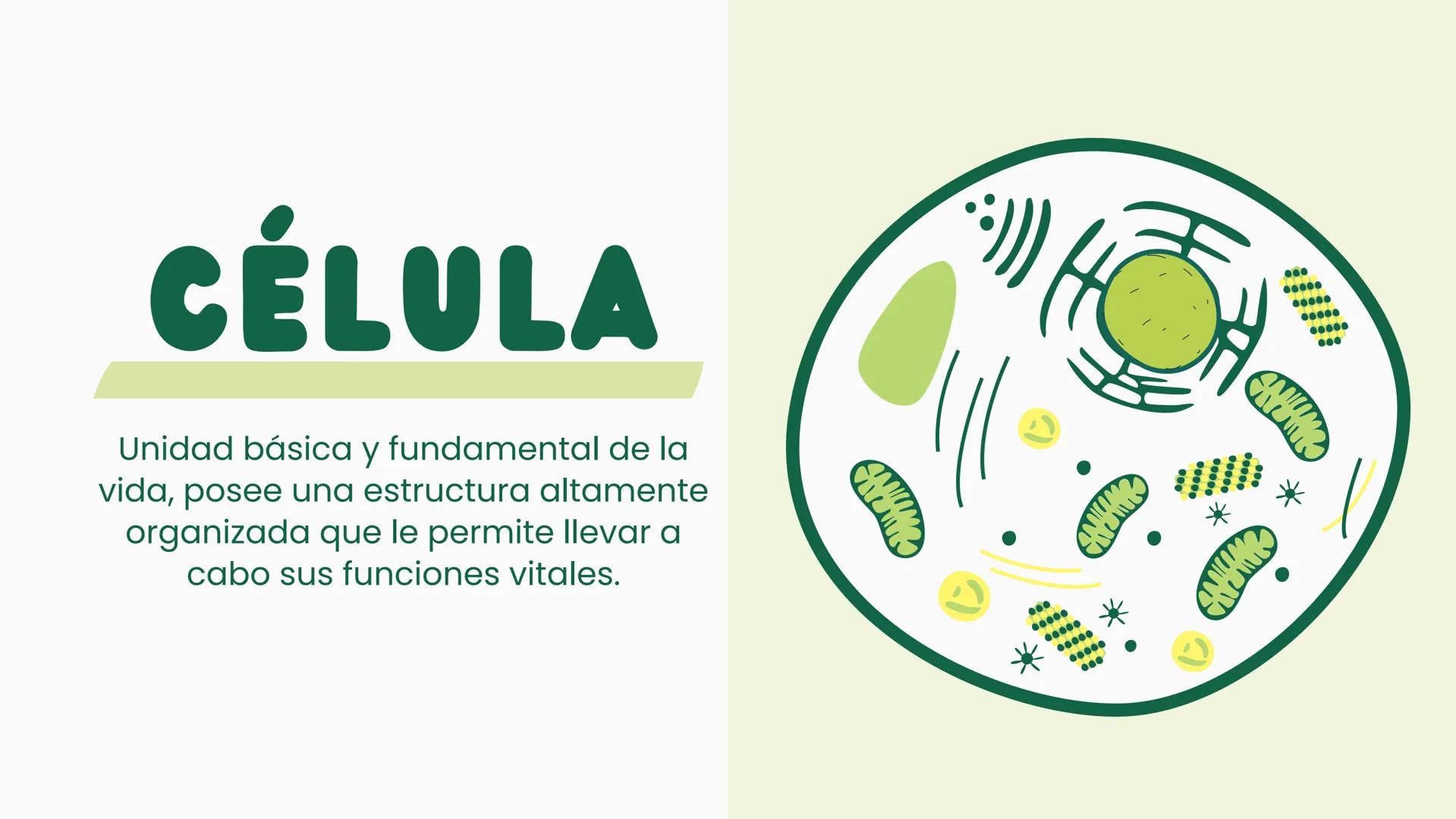 # CÉLULA
Unidad fundamental de la vida TEMARIO
01
Célula.
03
Estructura y funciones básicas.
02
Típos de células: componentes.
04
Sínte