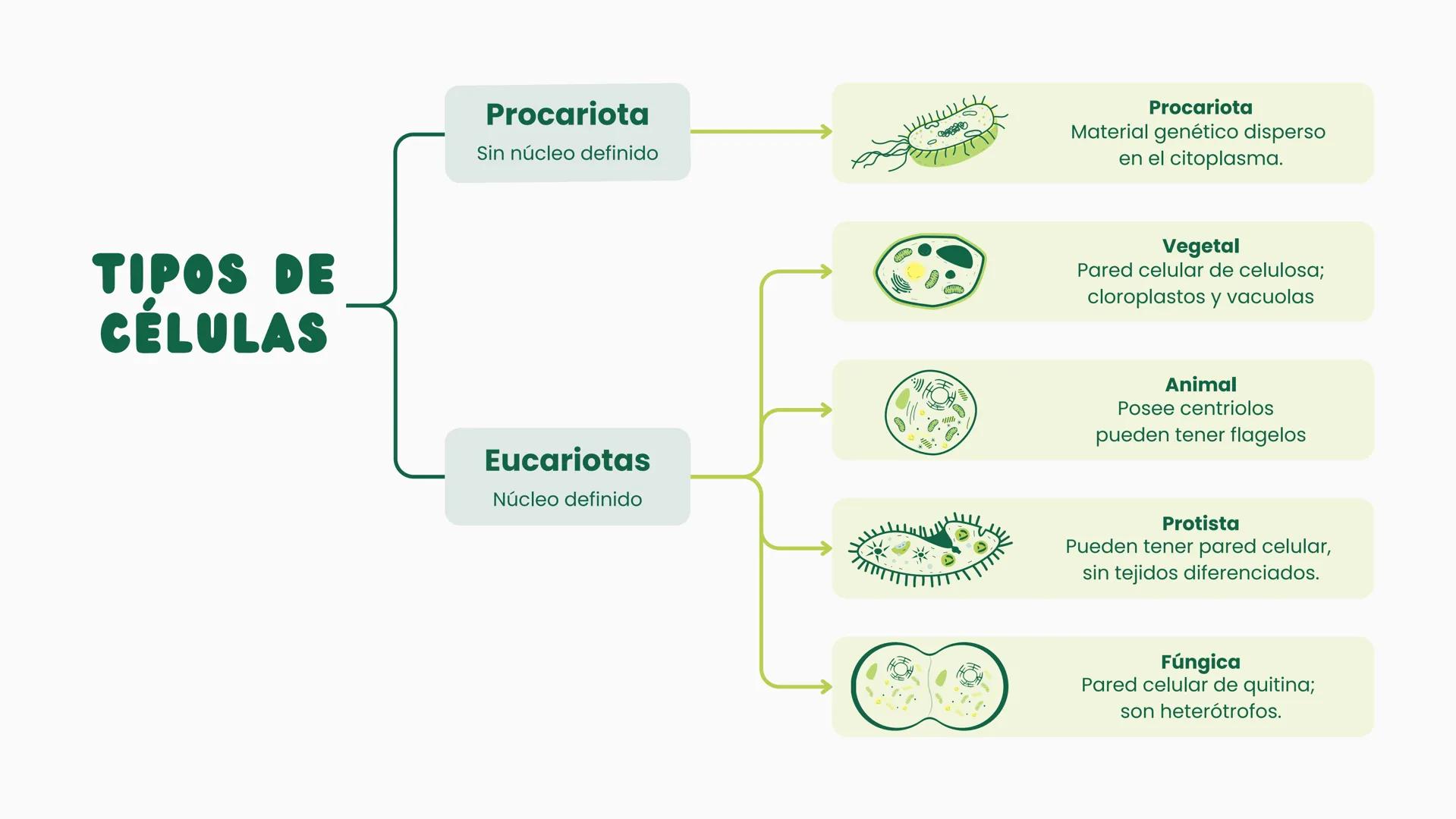 # CÉLULA
Unidad fundamental de la vida TEMARIO
01
Célula.
03
Estructura y funciones básicas.
02
Típos de células: componentes.
04
Sínte