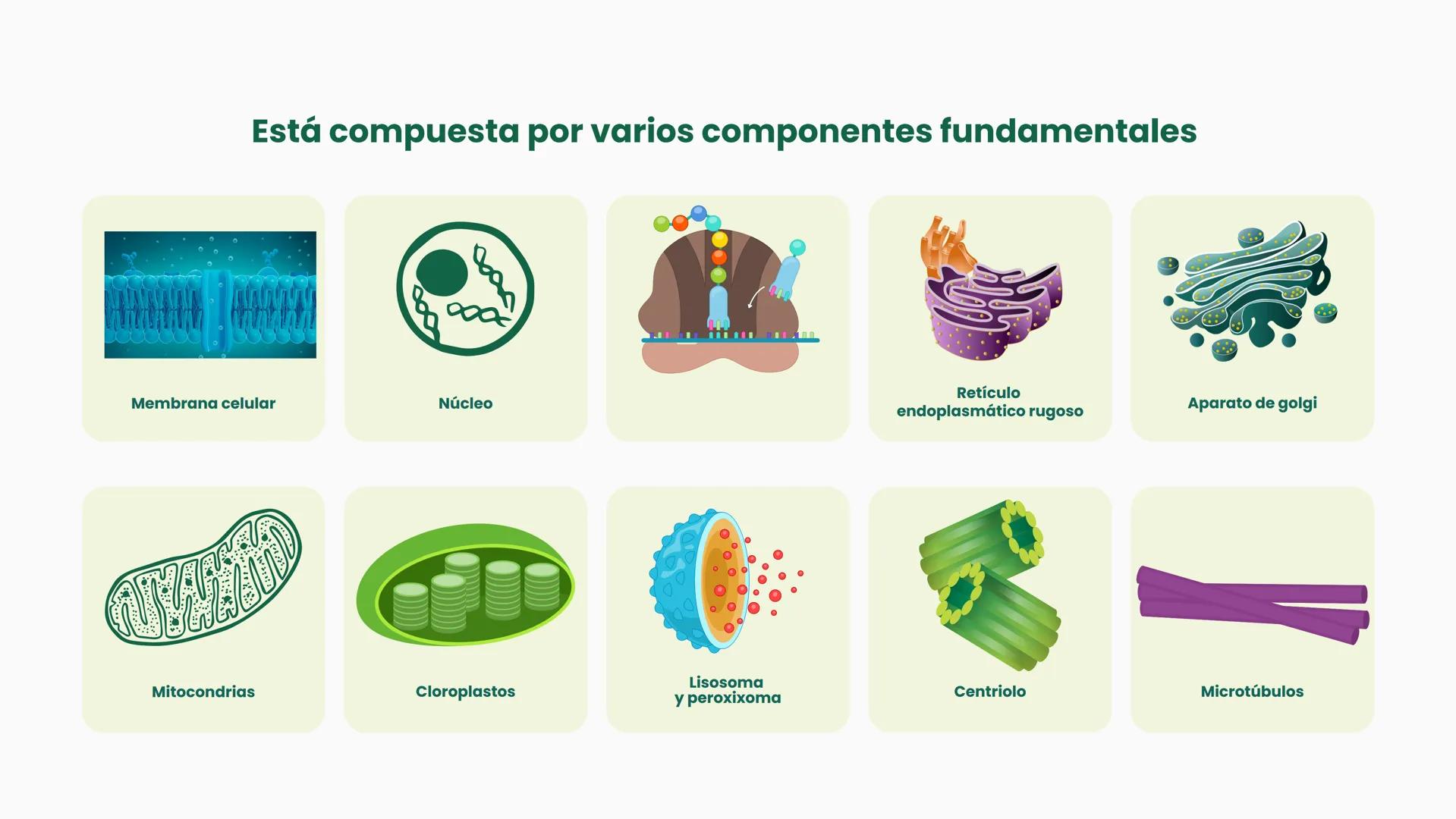 # CÉLULA
Unidad fundamental de la vida TEMARIO
01
Célula.
03
Estructura y funciones básicas.
02
Típos de células: componentes.
04
Sínte