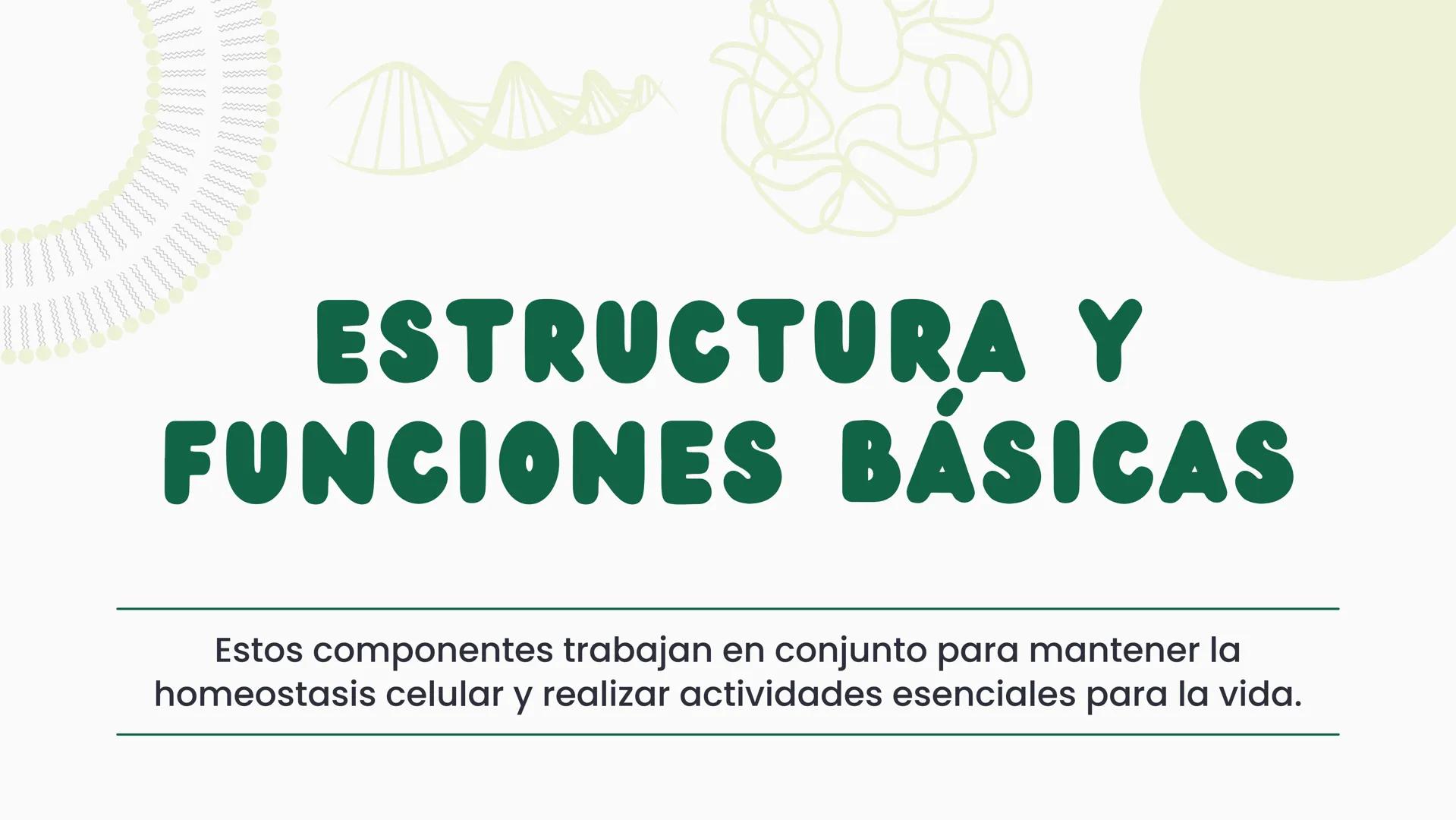# CÉLULA
Unidad fundamental de la vida TEMARIO
01
Célula.
03
Estructura y funciones básicas.
02
Típos de células: componentes.
04
Sínte