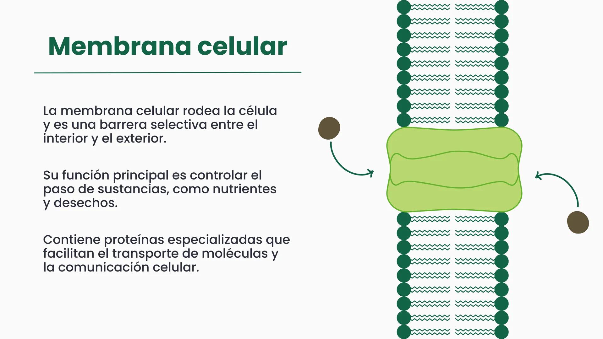 # CÉLULA
Unidad fundamental de la vida TEMARIO
01
Célula.
03
Estructura y funciones básicas.
02
Típos de células: componentes.
04
Sínte