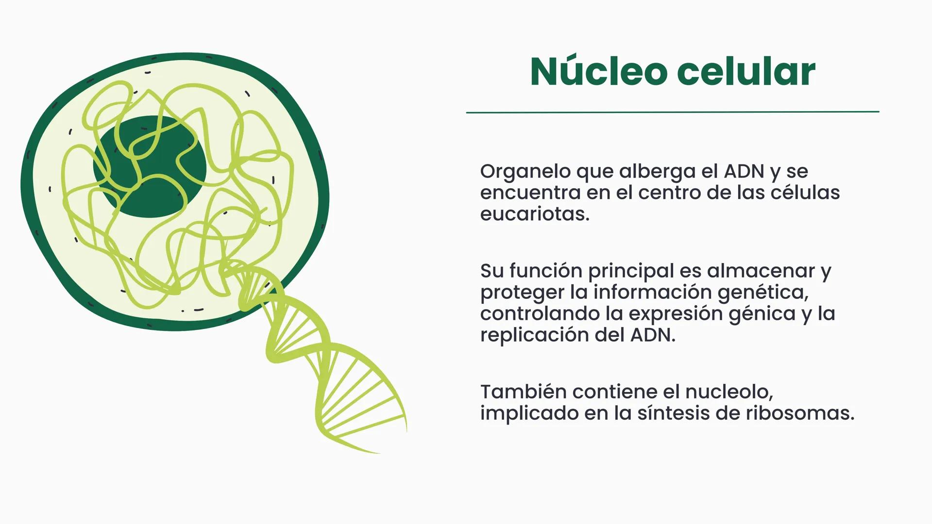# CÉLULA
Unidad fundamental de la vida TEMARIO
01
Célula.
03
Estructura y funciones básicas.
02
Típos de células: componentes.
04
Sínte